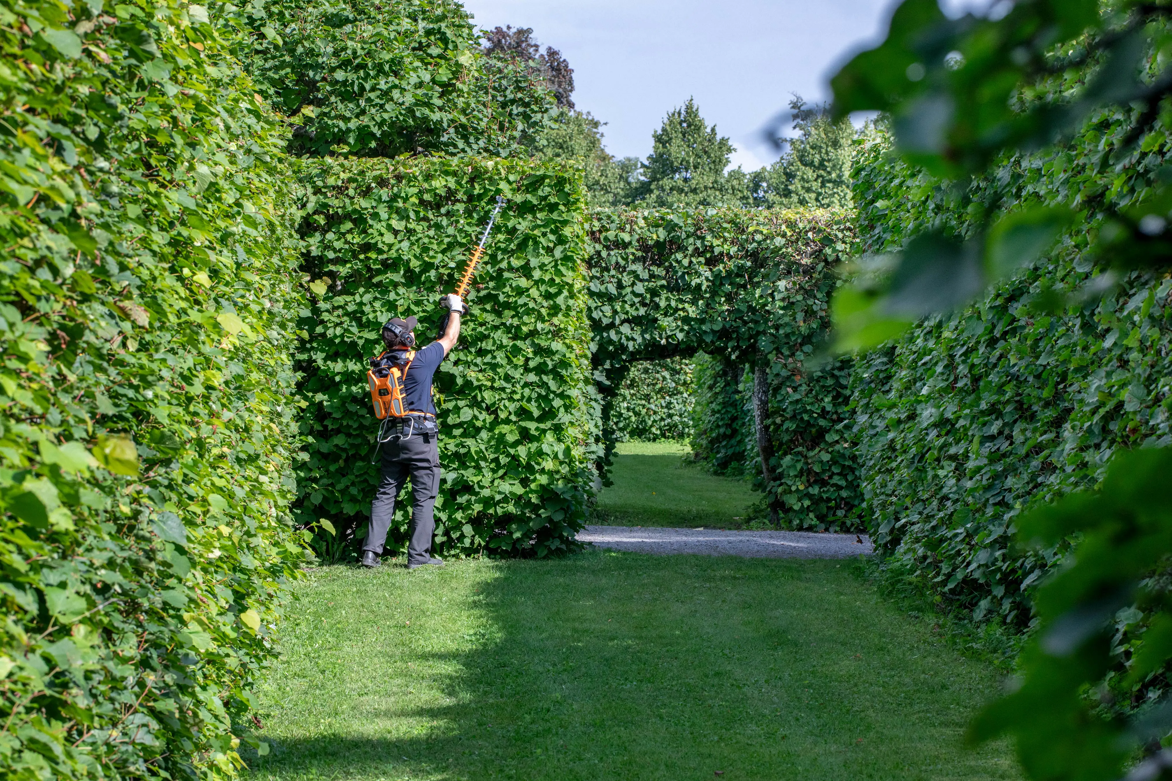 Lindboskén ansas i Ulriksdals slottsträdgård