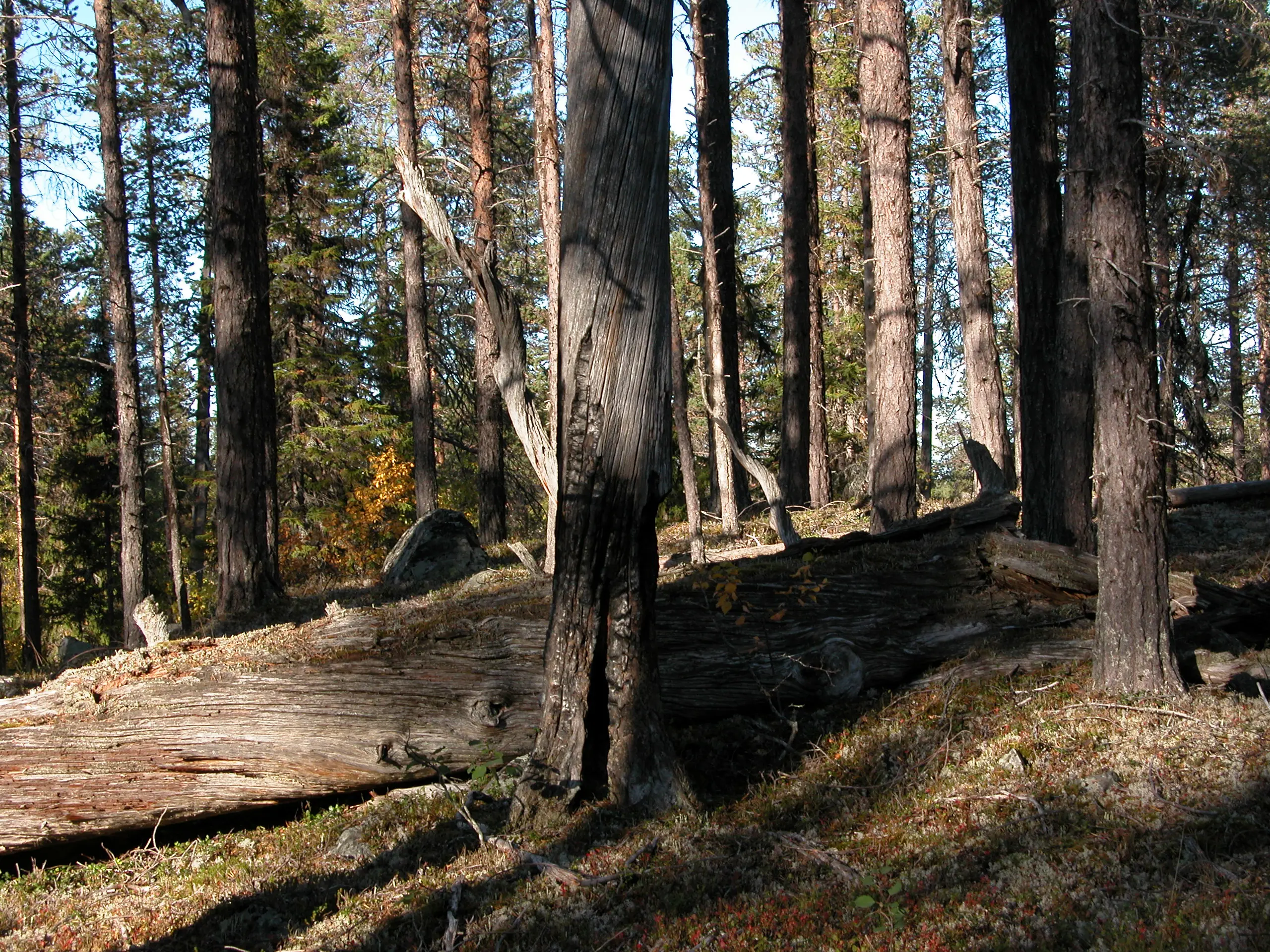 Brandpräglad naturskog där både stående och liggande döda träd är kvar.