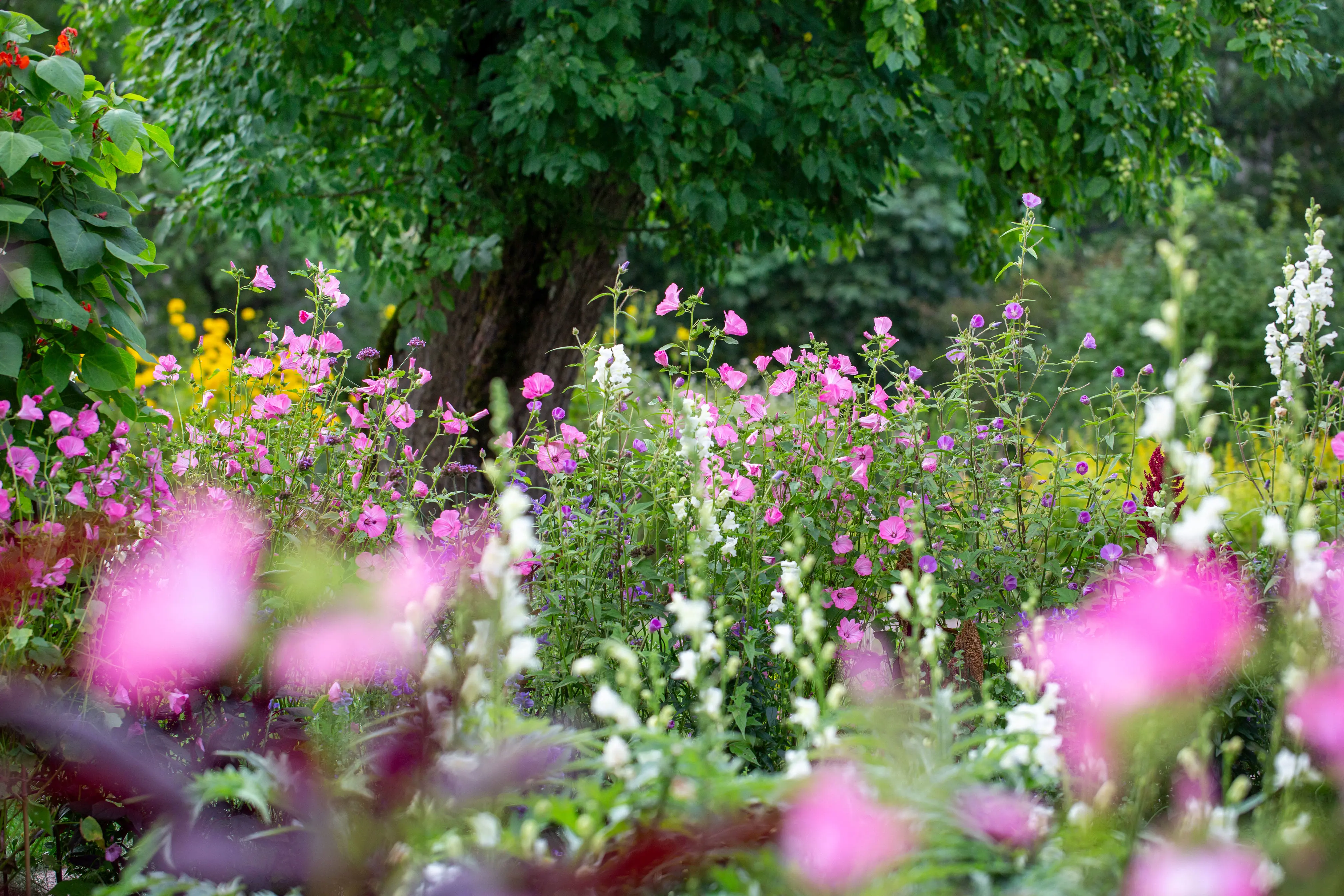Rosa, vita och lilablå blommor i närbild.