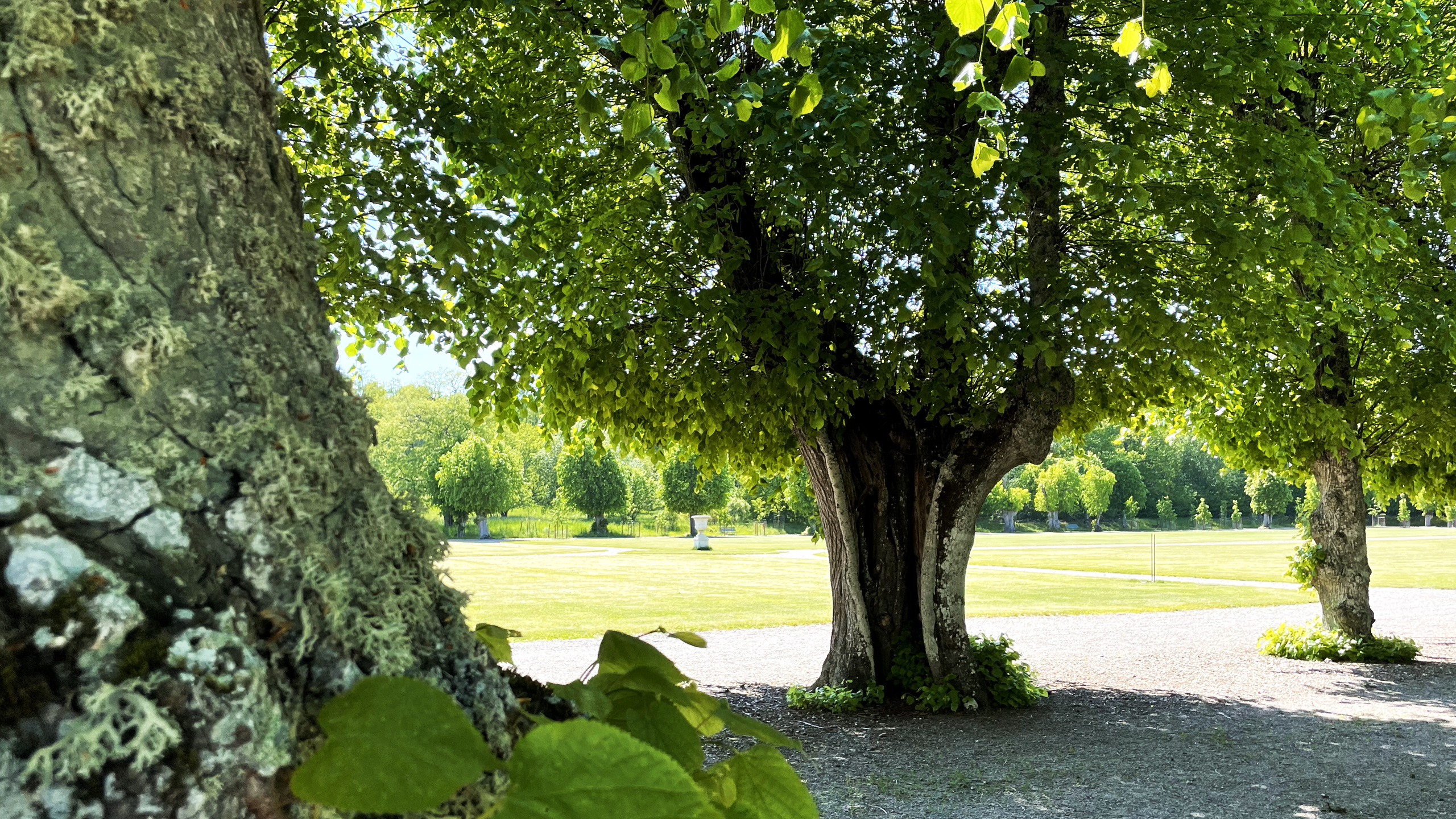Skokloster. Vy genom en allé med grova lindar in mot en stor, öppen gräsyta.