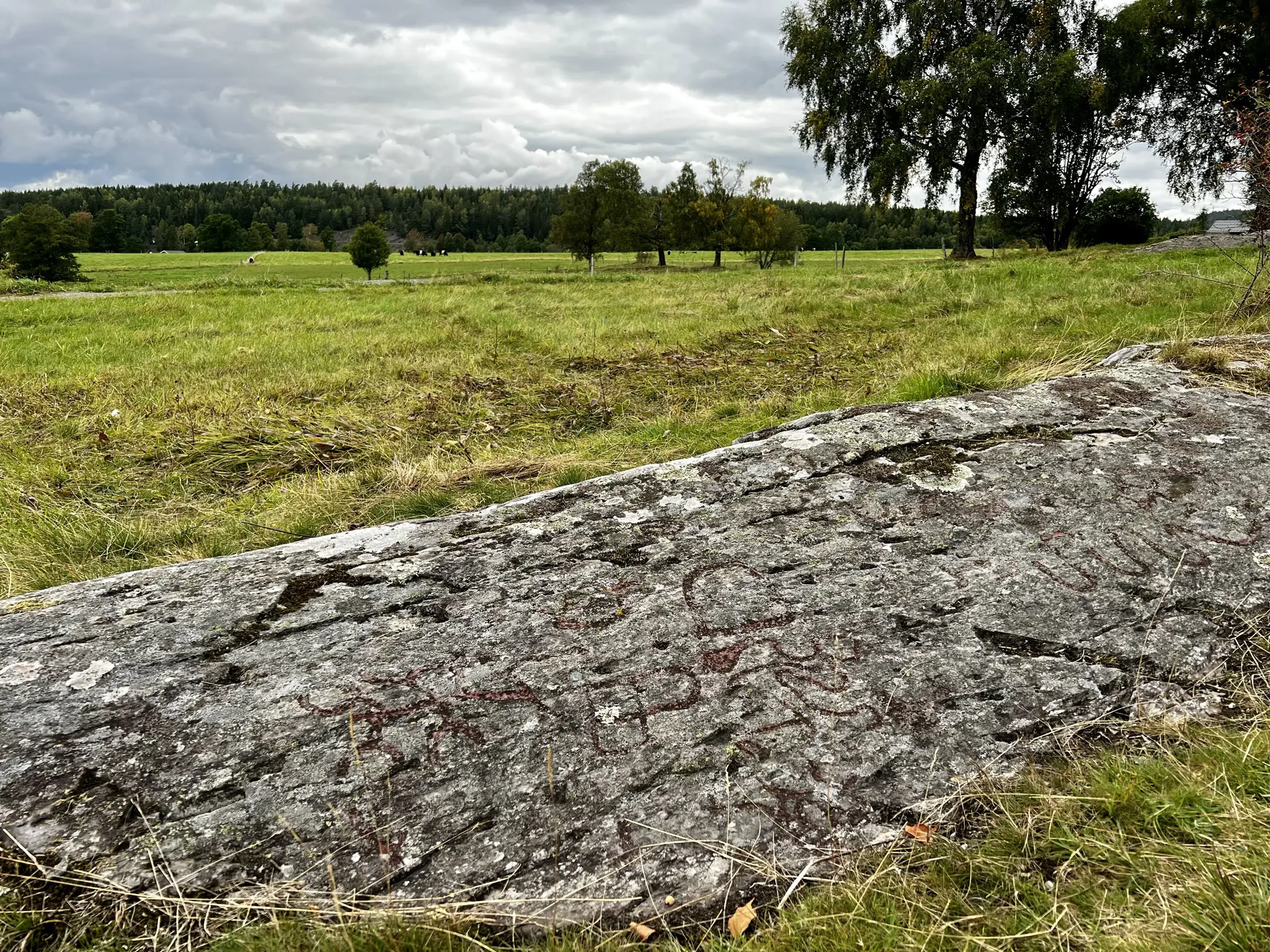 Högsbyn. Stenhäll med slingrande ristningar. I bakgrunden öppna gräsmarker och en låg ås.