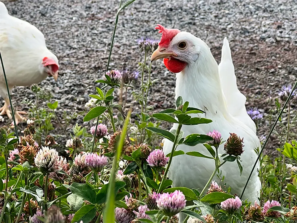 Höns på Landsberga gård