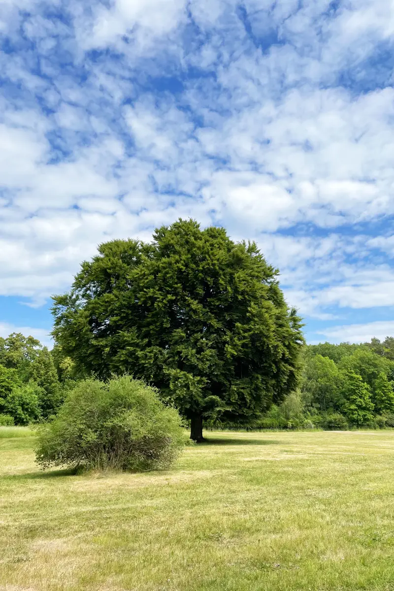 Grönt stort träd under klarblå himmel på en äng.