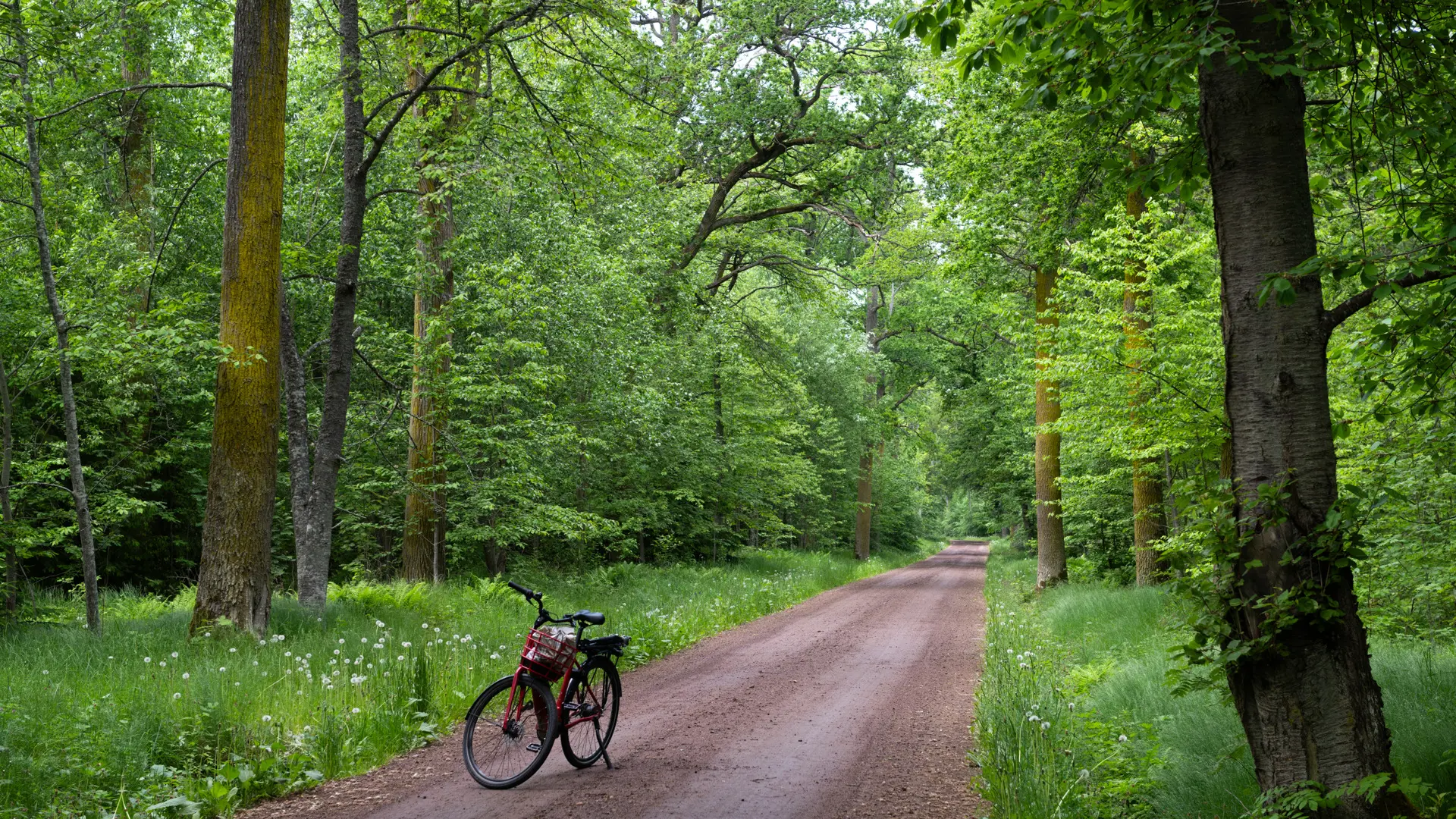 En cykel står parkerad på en grusväg genom ekskogen på Visingsö.