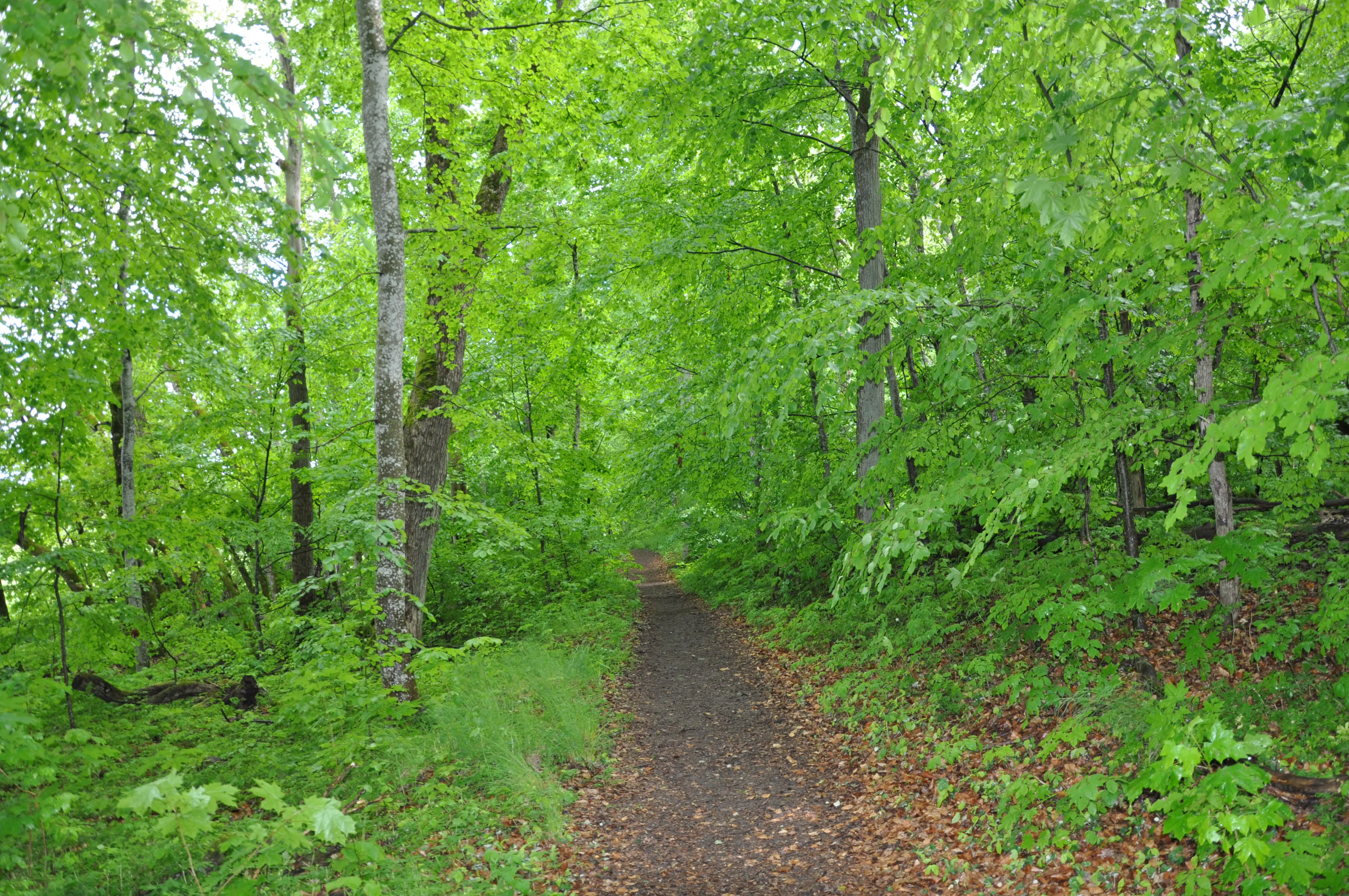 Åholmens natur-reservat. En stig som leder framåt i ett rikt grönskande område.