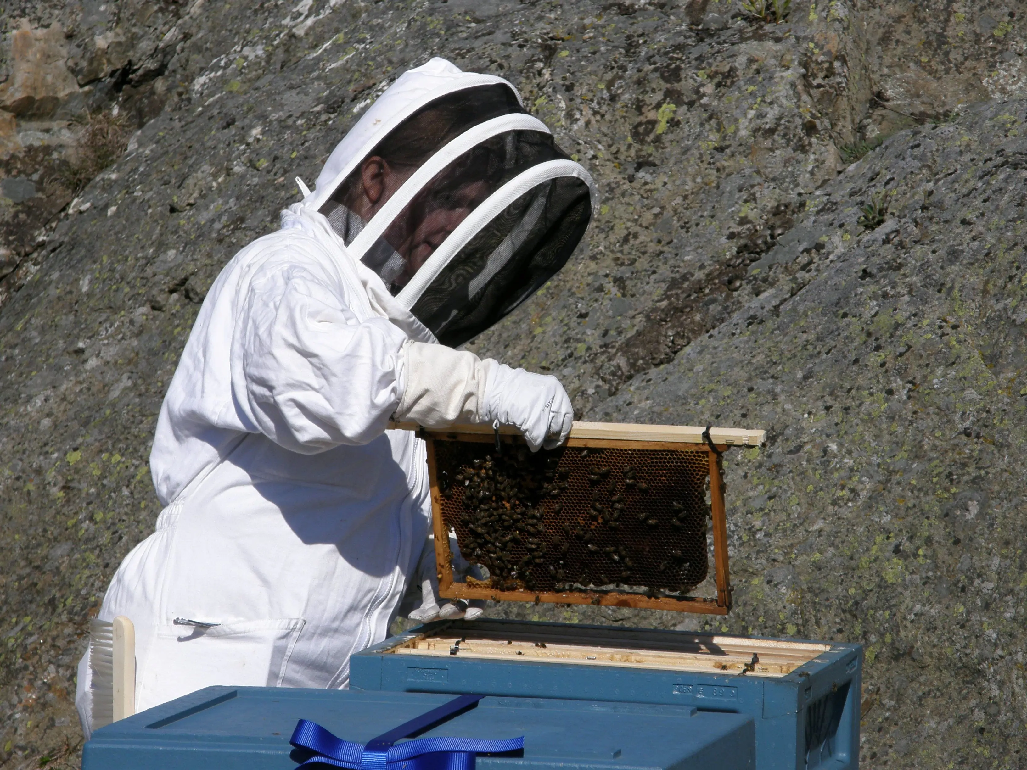 En biodlare i vit skydds-dräkt tar upp honung ur en bikupa.