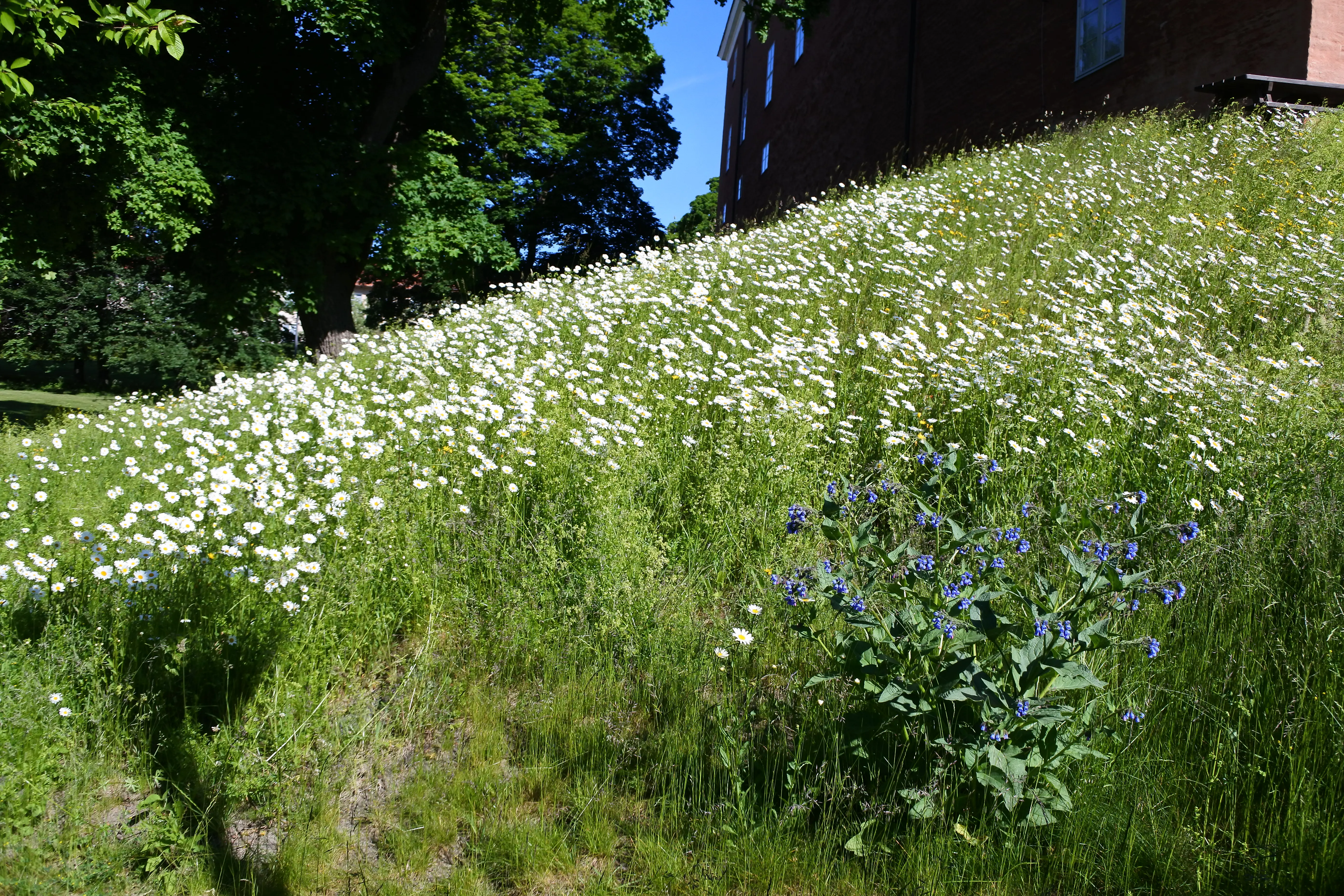 En kulle med en blomstrande sommaräng med främst vita blommor.