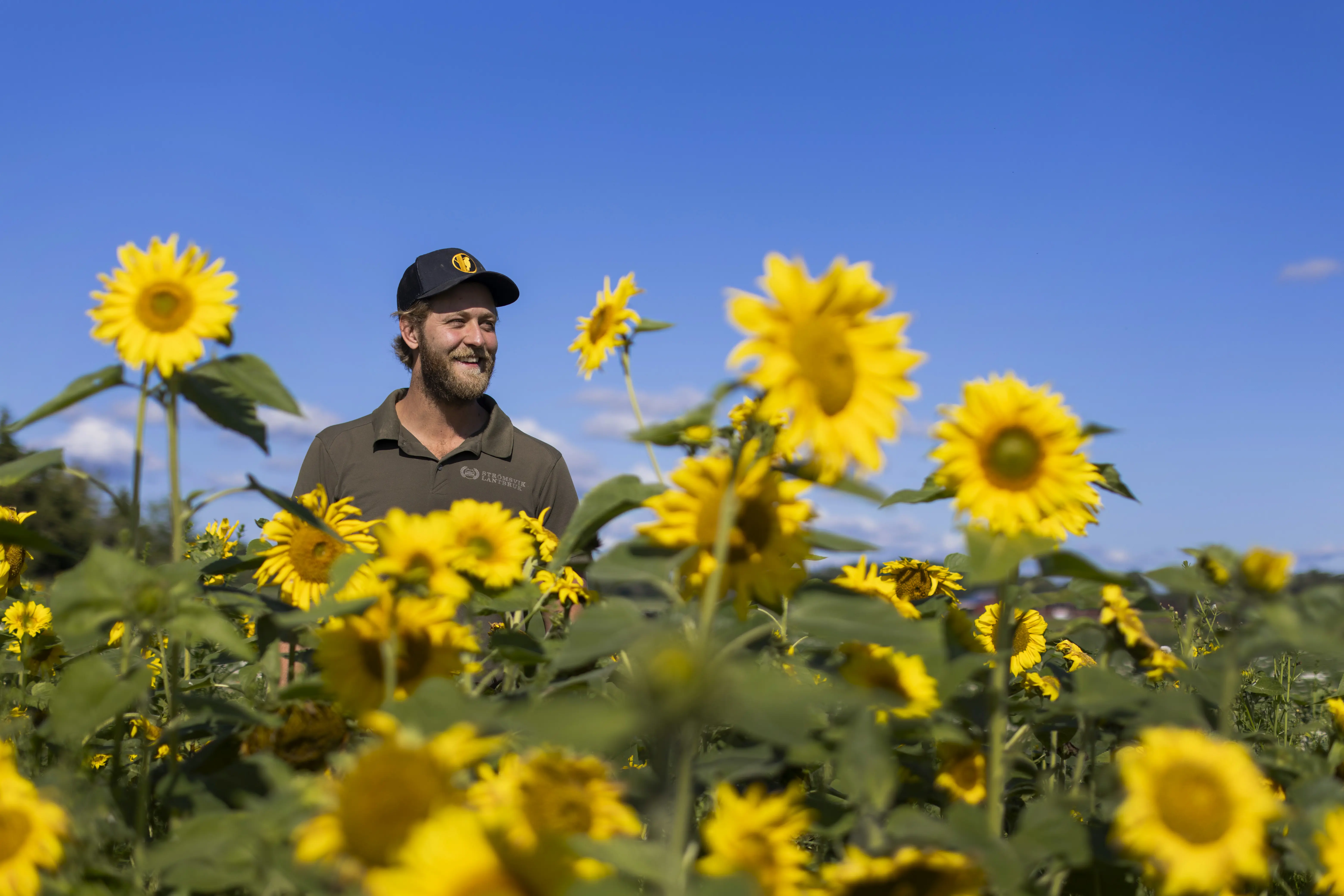 Solrosor på Strömsviks kungsgård
