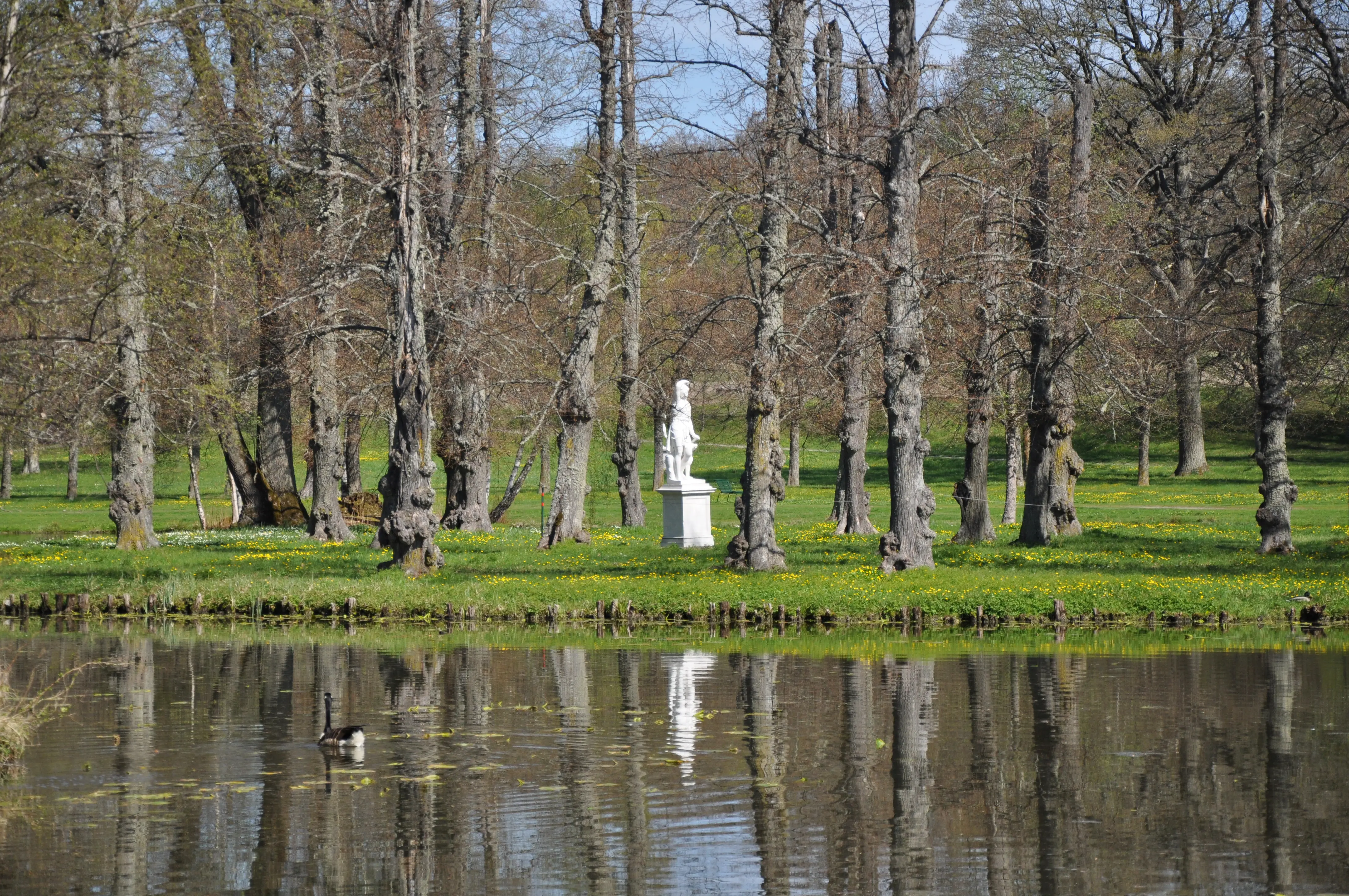 Vår i engelska parken vid Drottningholm. En staty speglas i en damm.