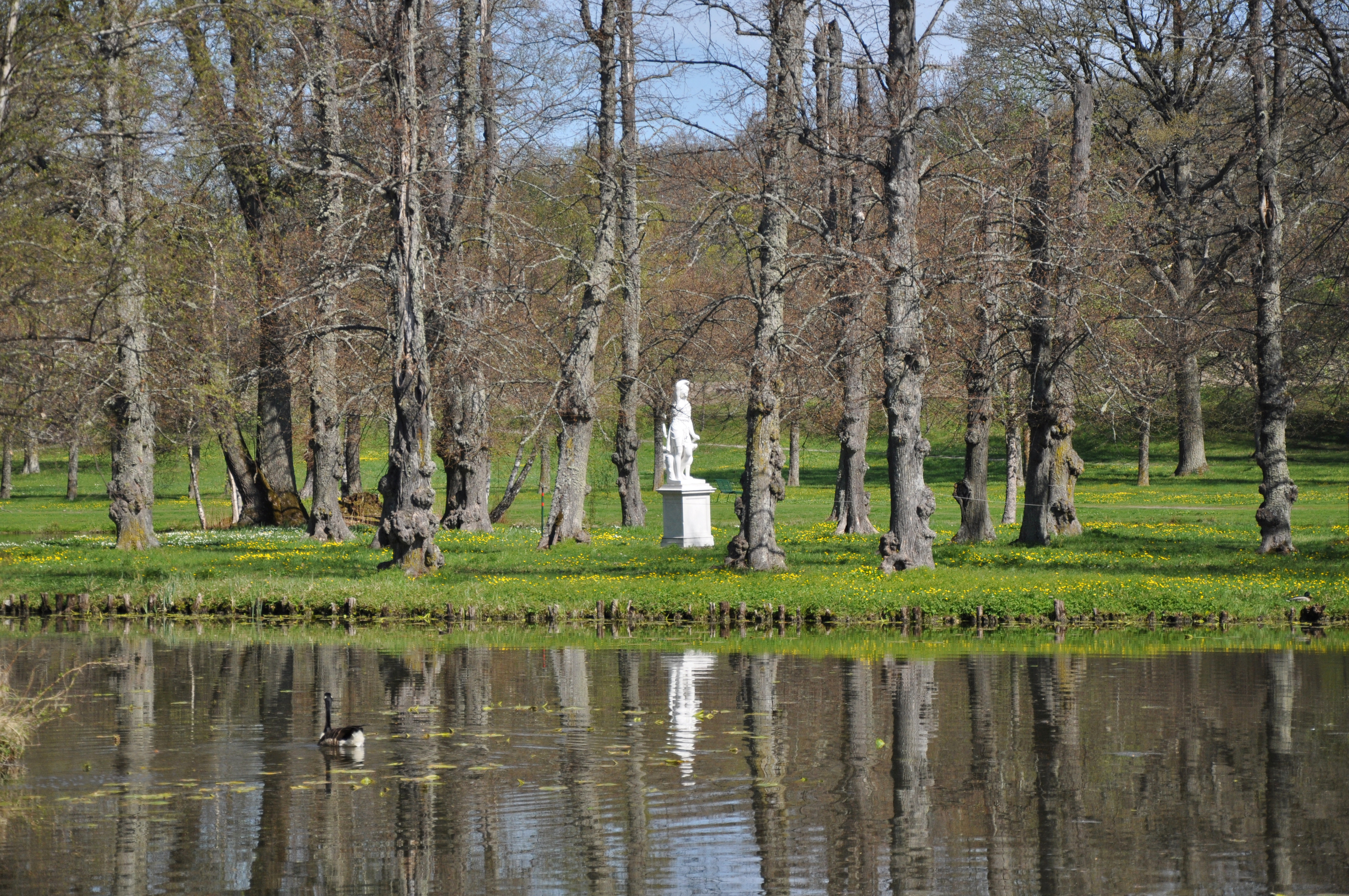 Vår i engelska parken vid Drottningholm. En staty speglas i en damm.