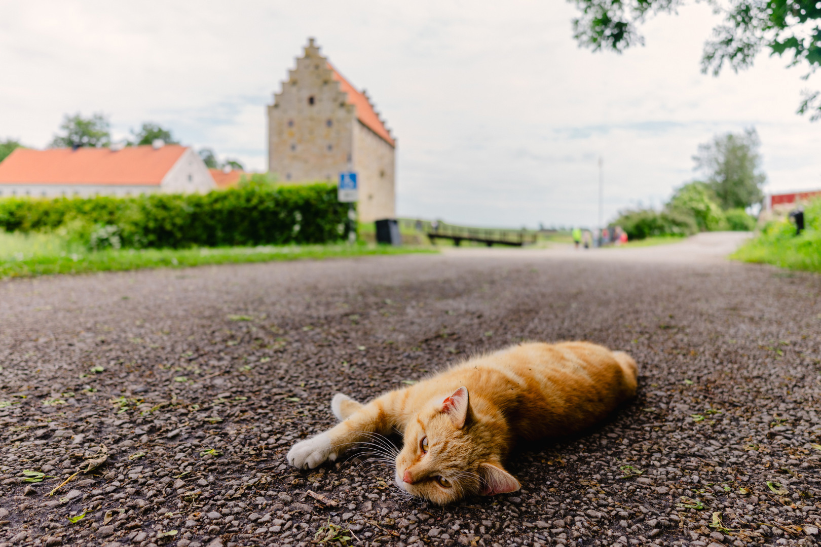Katt ligger på grusväg med Glimmingehus i bakgrunden.
