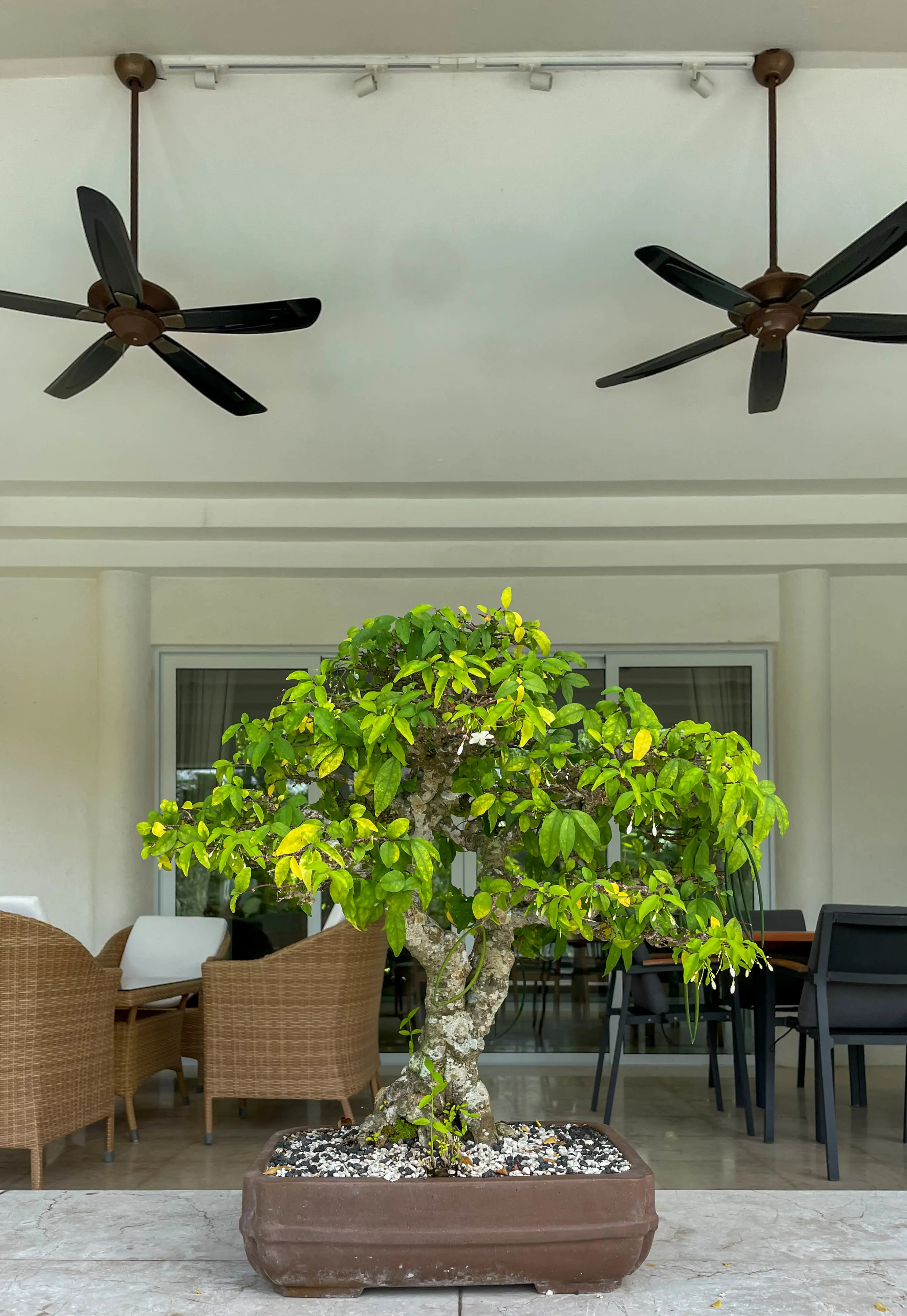 En stor växt i en läg kruka framför en uteplats med möbler och fläktar i taket.