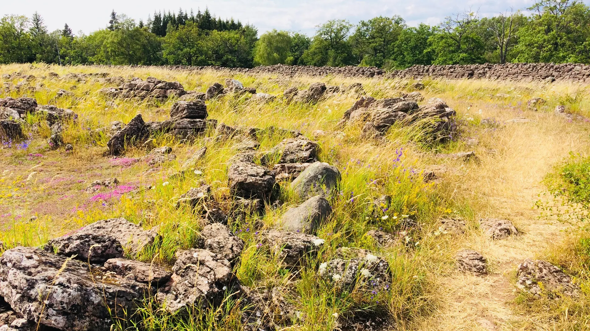 Stenarna i Ismanstorps fornborg, omgivna av gräs och blommor.