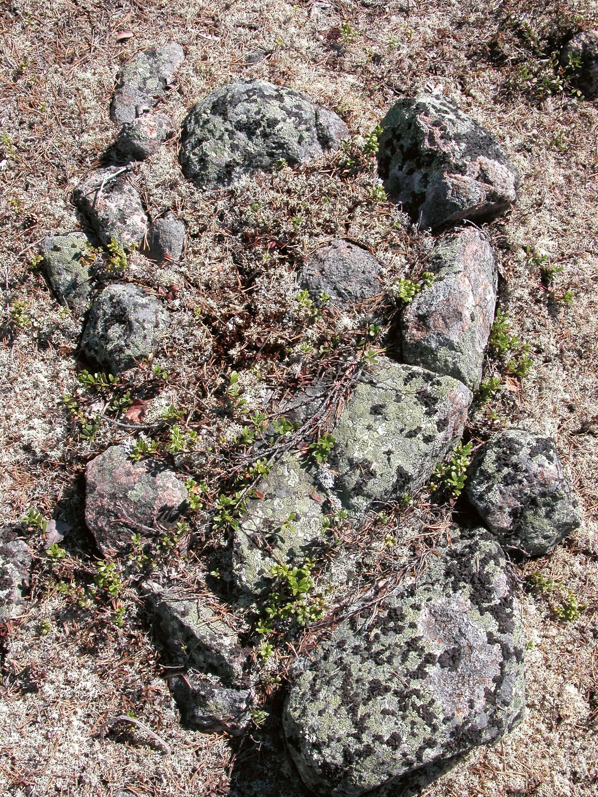 Härdarna i Jilkismuotke sticker diskret upp ur lavarna och lingonriset. De visar var samernas kåtor en gång stått.