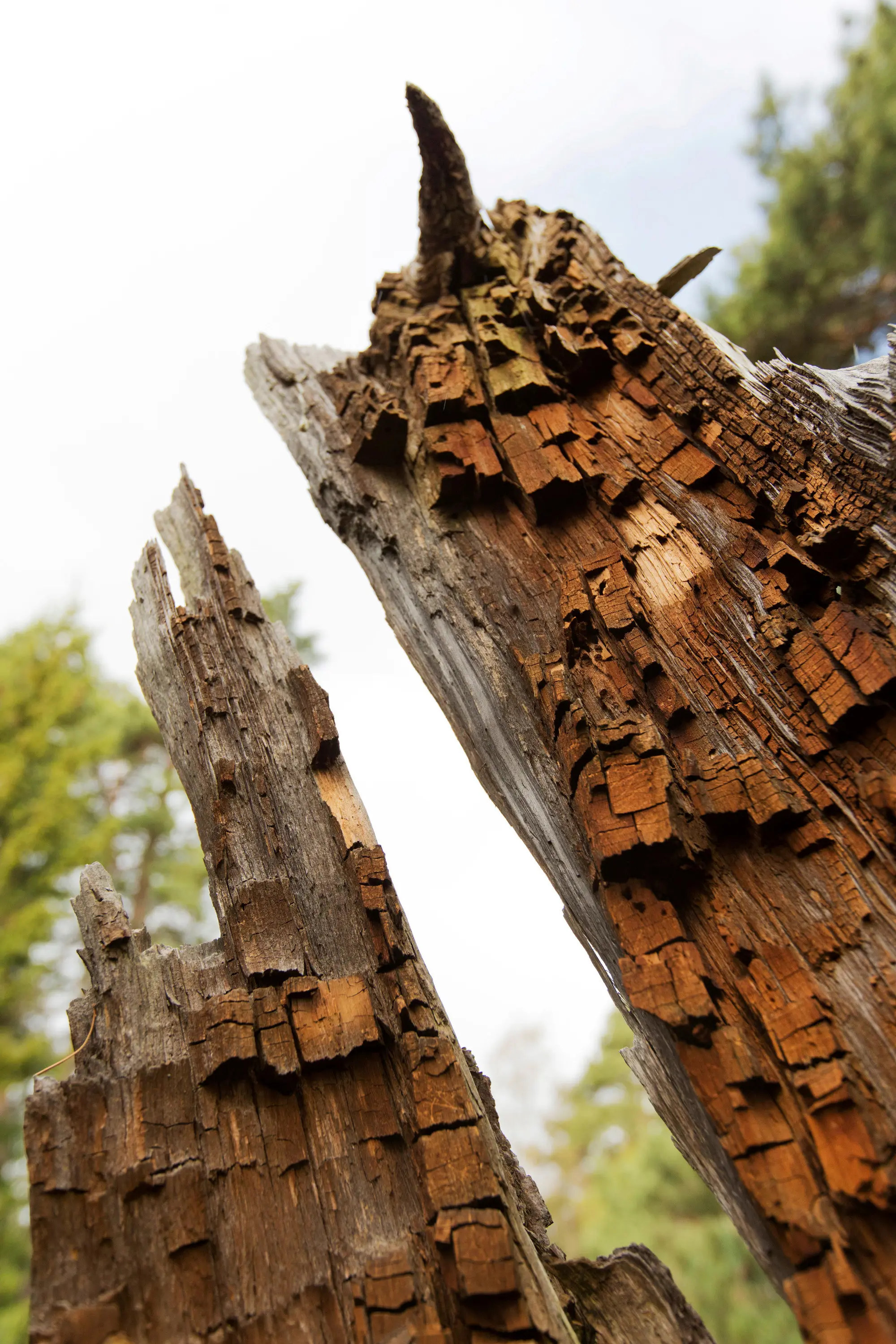 En delad stam av ett gammalt träd som har dött och börjar vittra sönder.