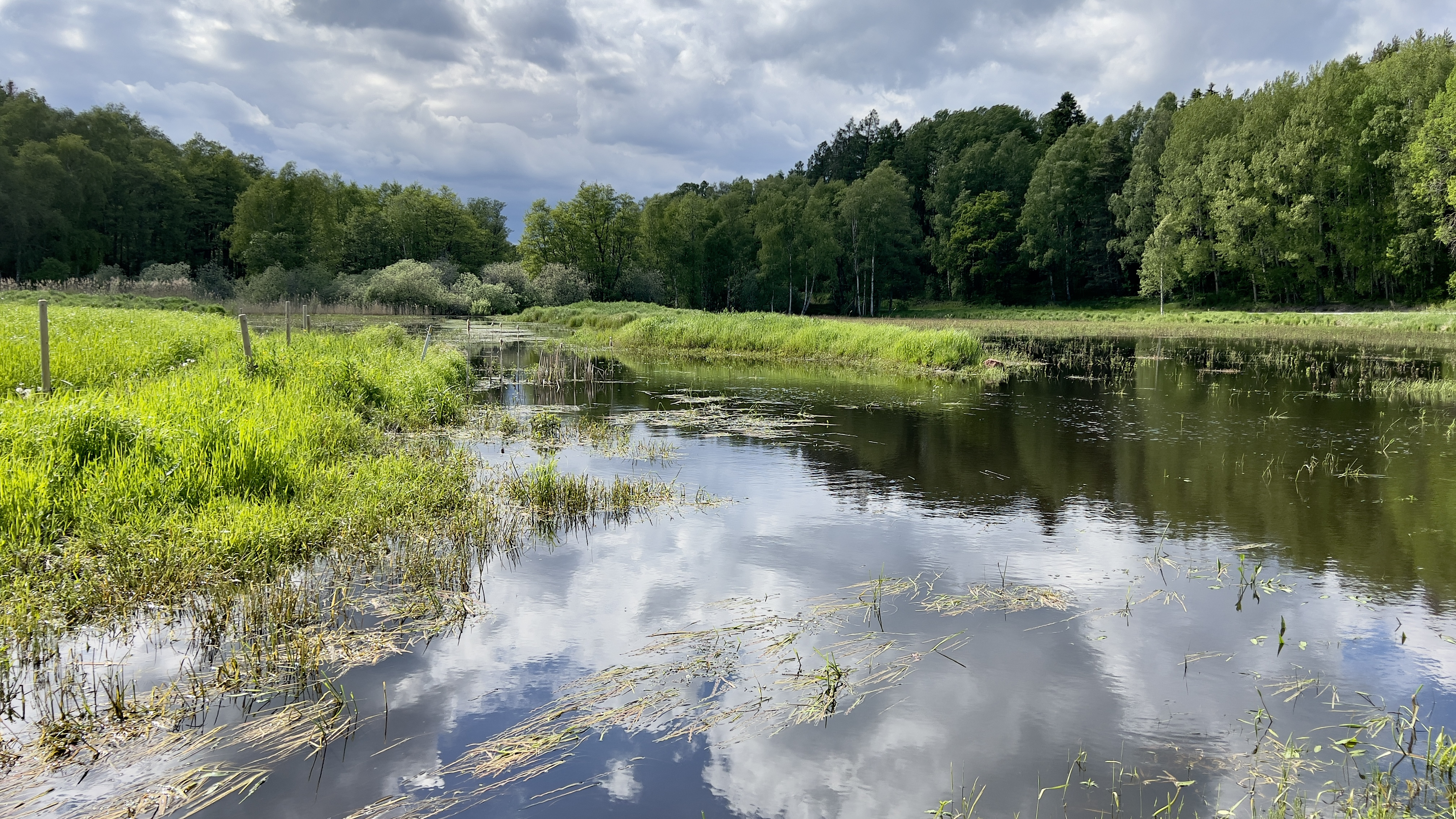 Översvämmad hagmark omgiven av blandskog.