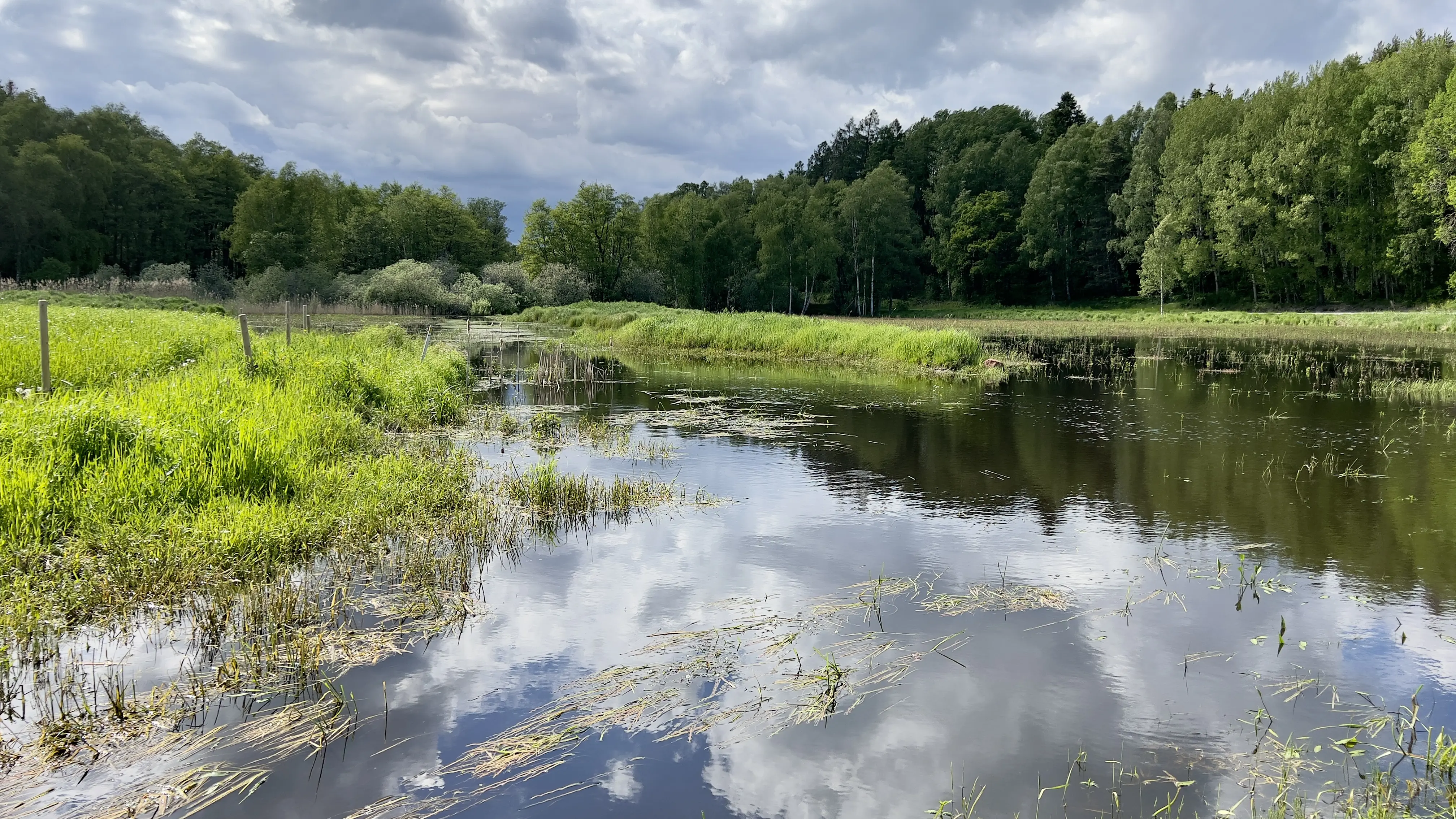 Översvämmad hagmark omgiven av blandskog.