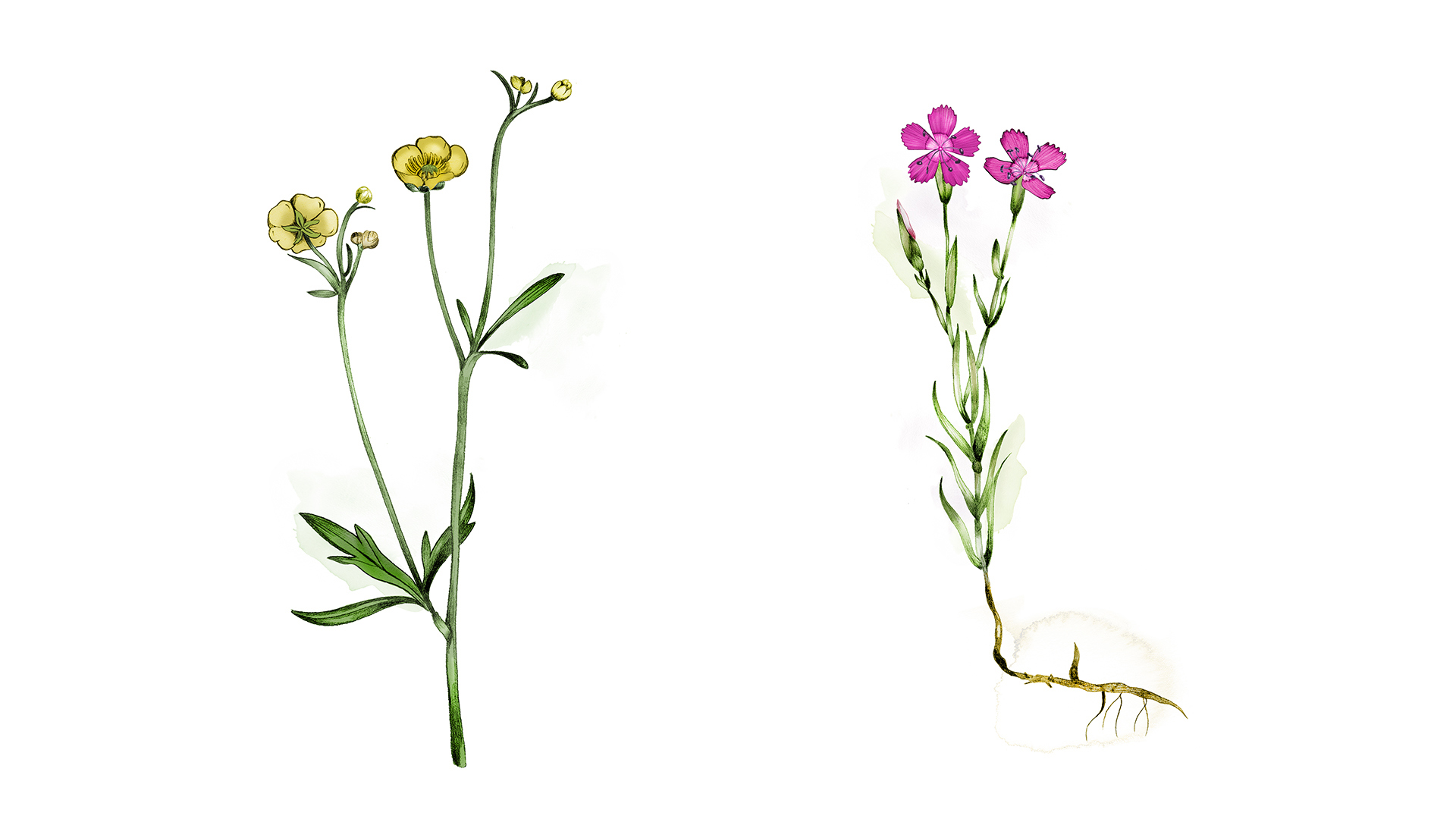 Ett collage med illustrationer av växter, målade i akvarell. Till vänster en växt med med gula små blommor. Till höger en växt med cerise små blommor.