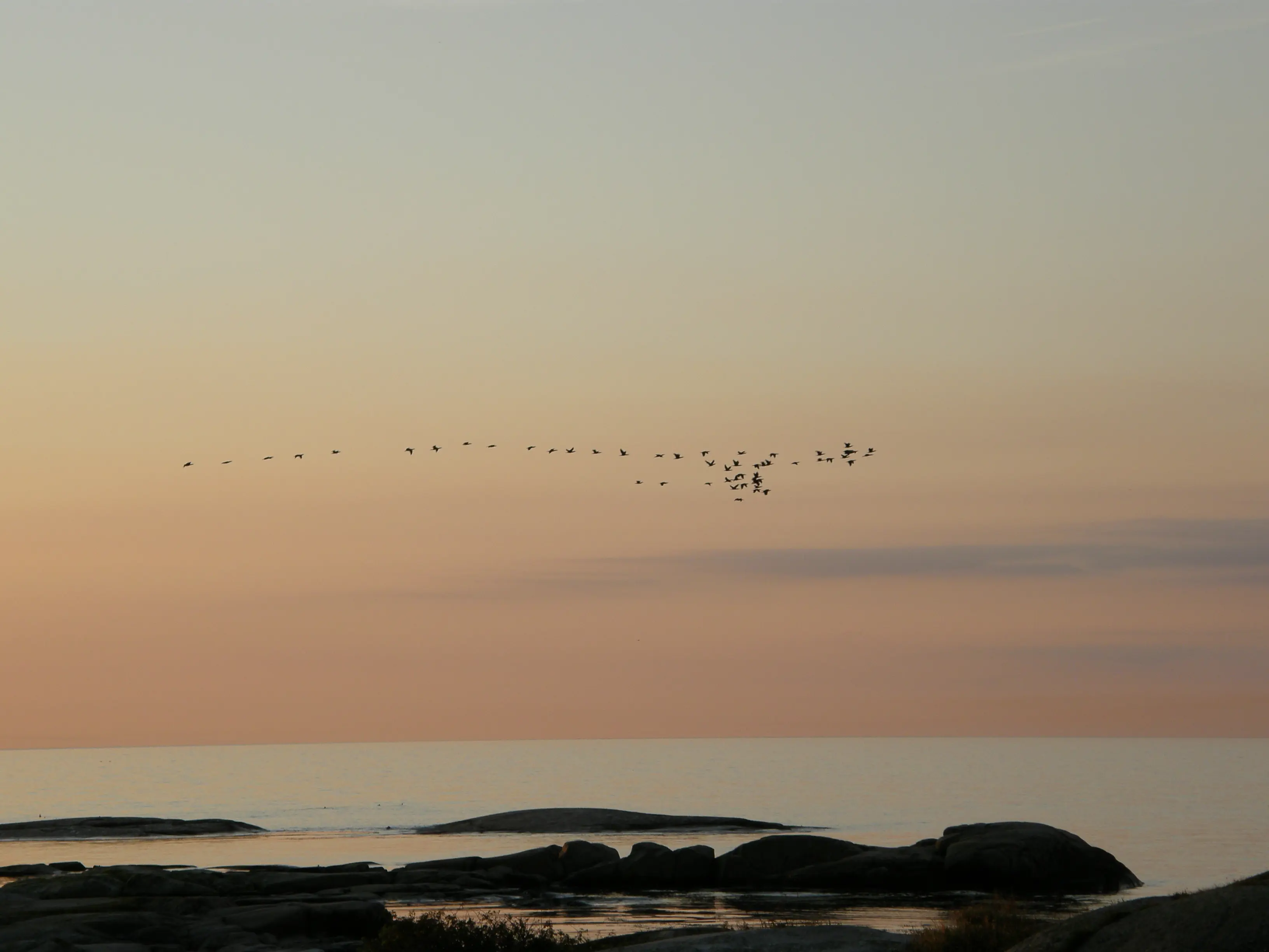 Utklippan. Kvällning över klippor, strand och vatten. Ett fågelsträck drar över himlen.