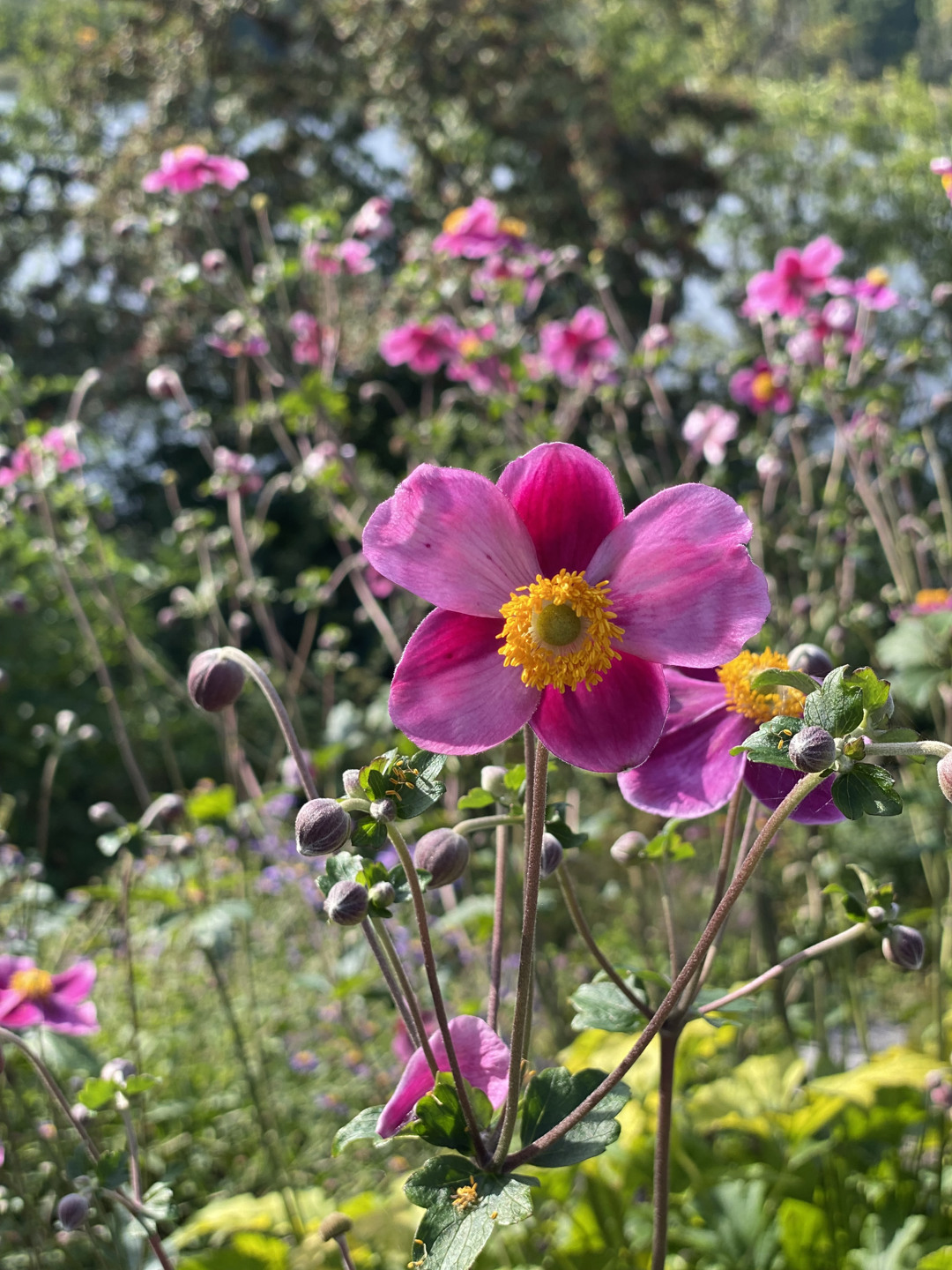 Rabatt med rosa blommor.