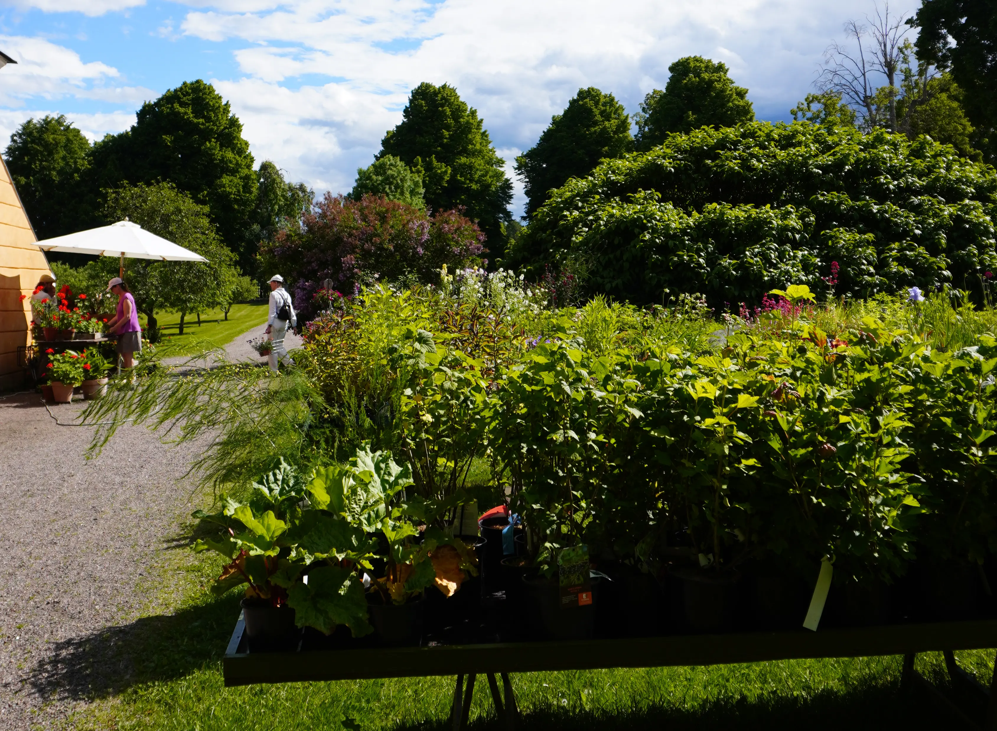Lövstabruks park. Försäljning av plantor vid södra orangeriet. Några besökare tittar på växterna. Sommar, grönska och solsken.