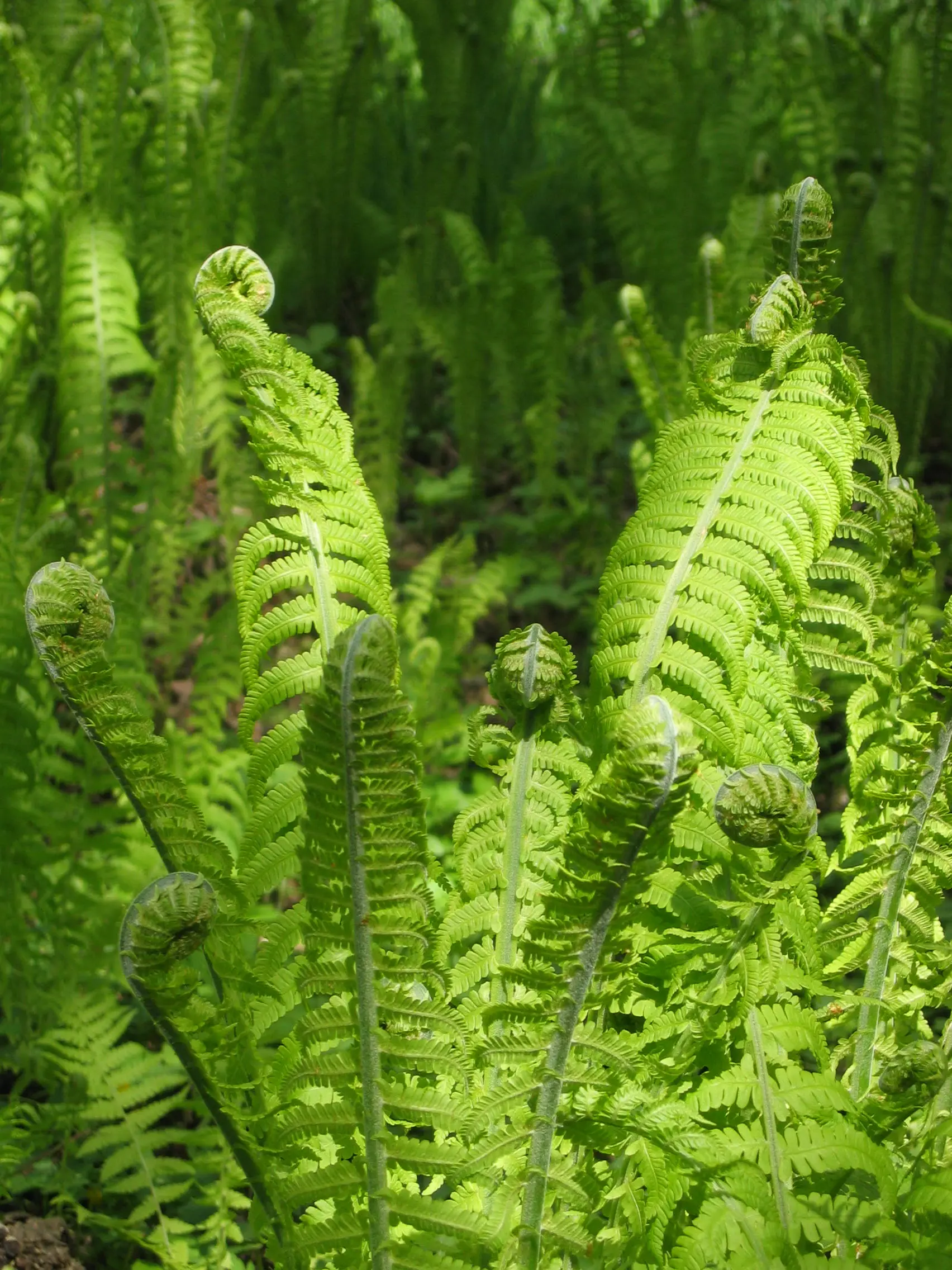 När-bild på strut-bräken i Torphagen.