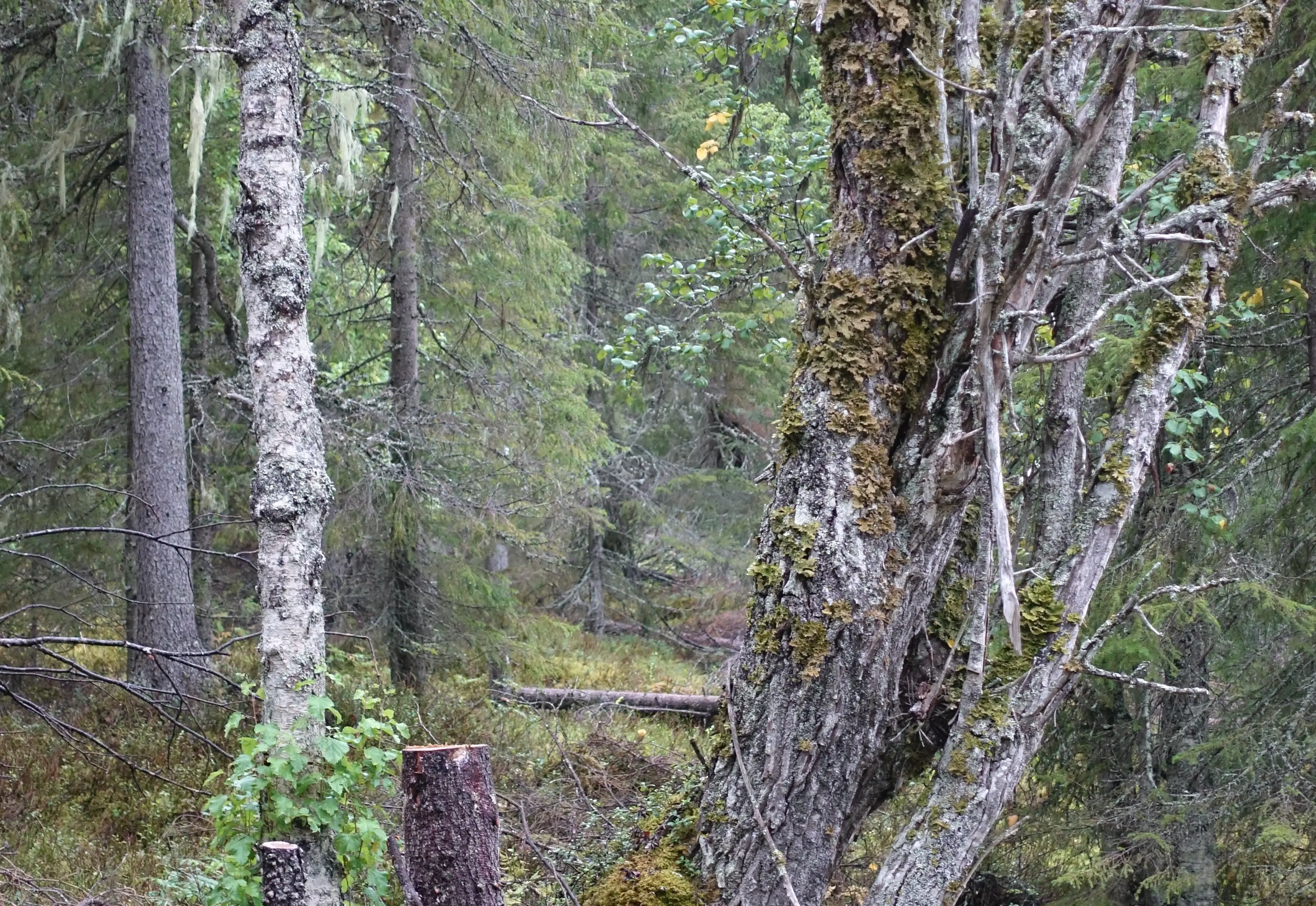 En skog där borttagning av sälg skapat plats så lunglaven trivs att växa på träden.