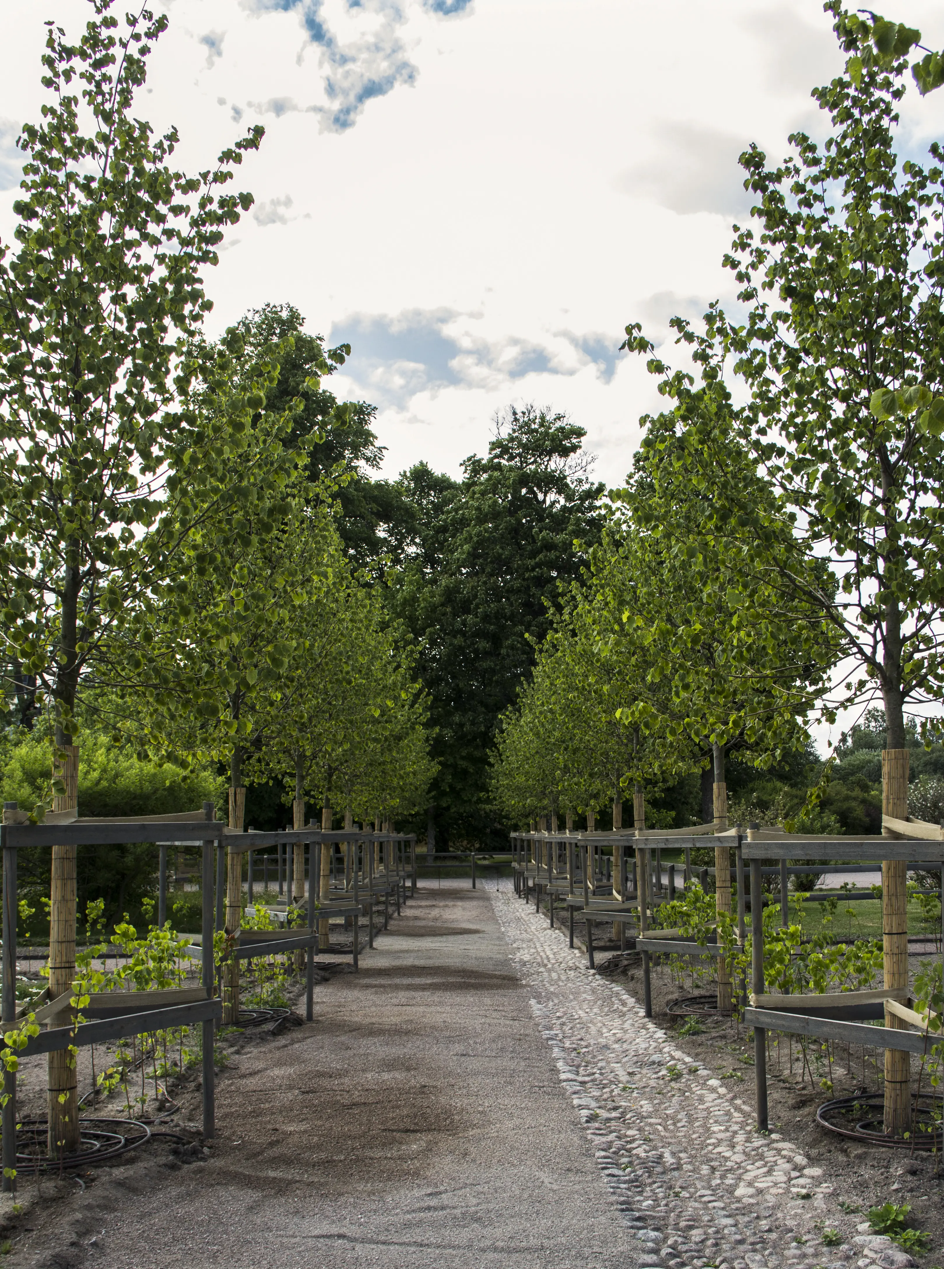 Nyplanterad lindallé i Uppsala Botaniska trädgård