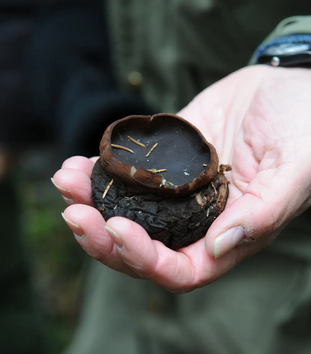 Närbild på en hand som håller i en svart-brun, rund svamp.