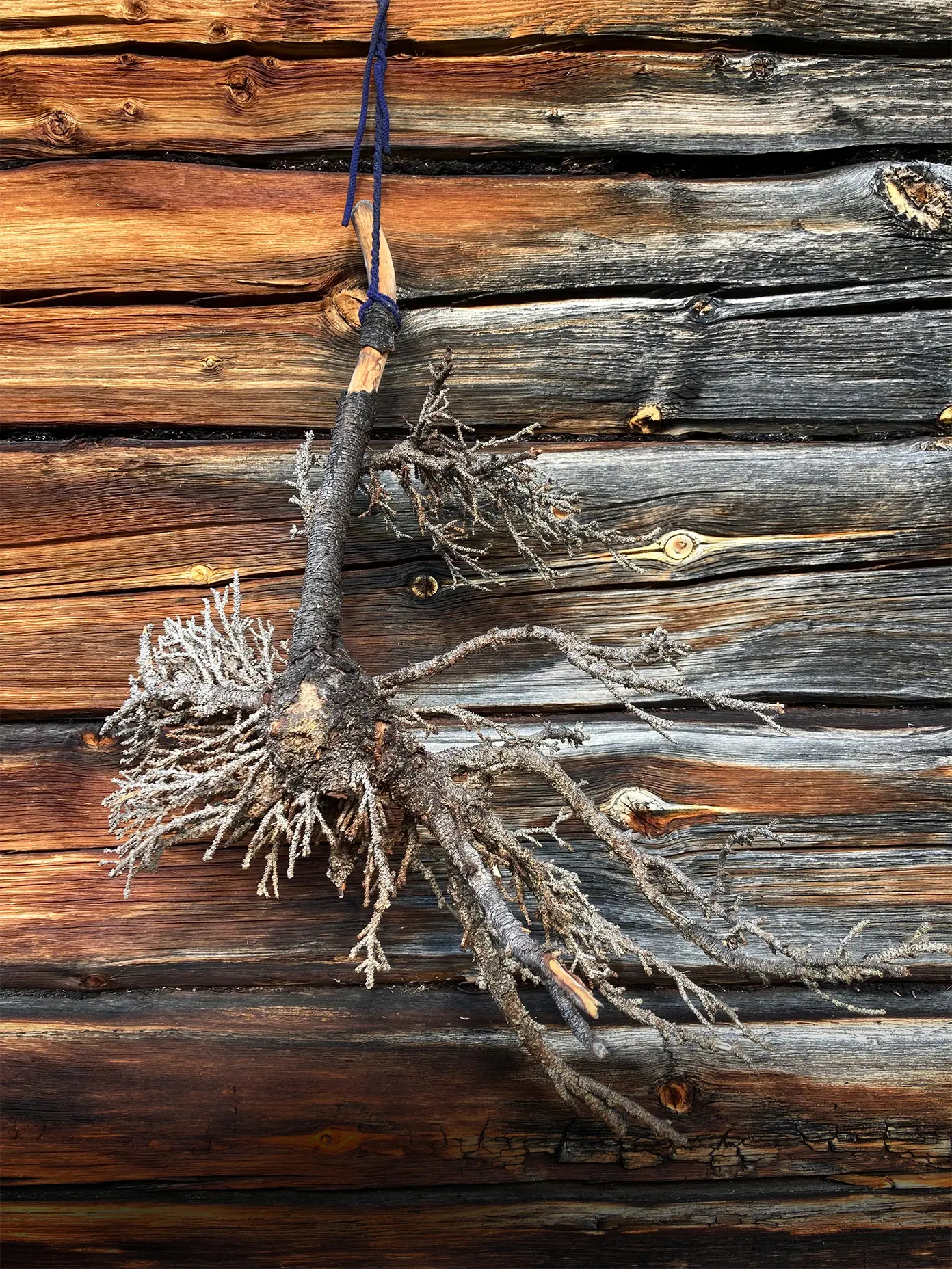 Husen på örnbo är omålade men solens strålar har färgat det kådrika träet i silver och gyllenbrunt.