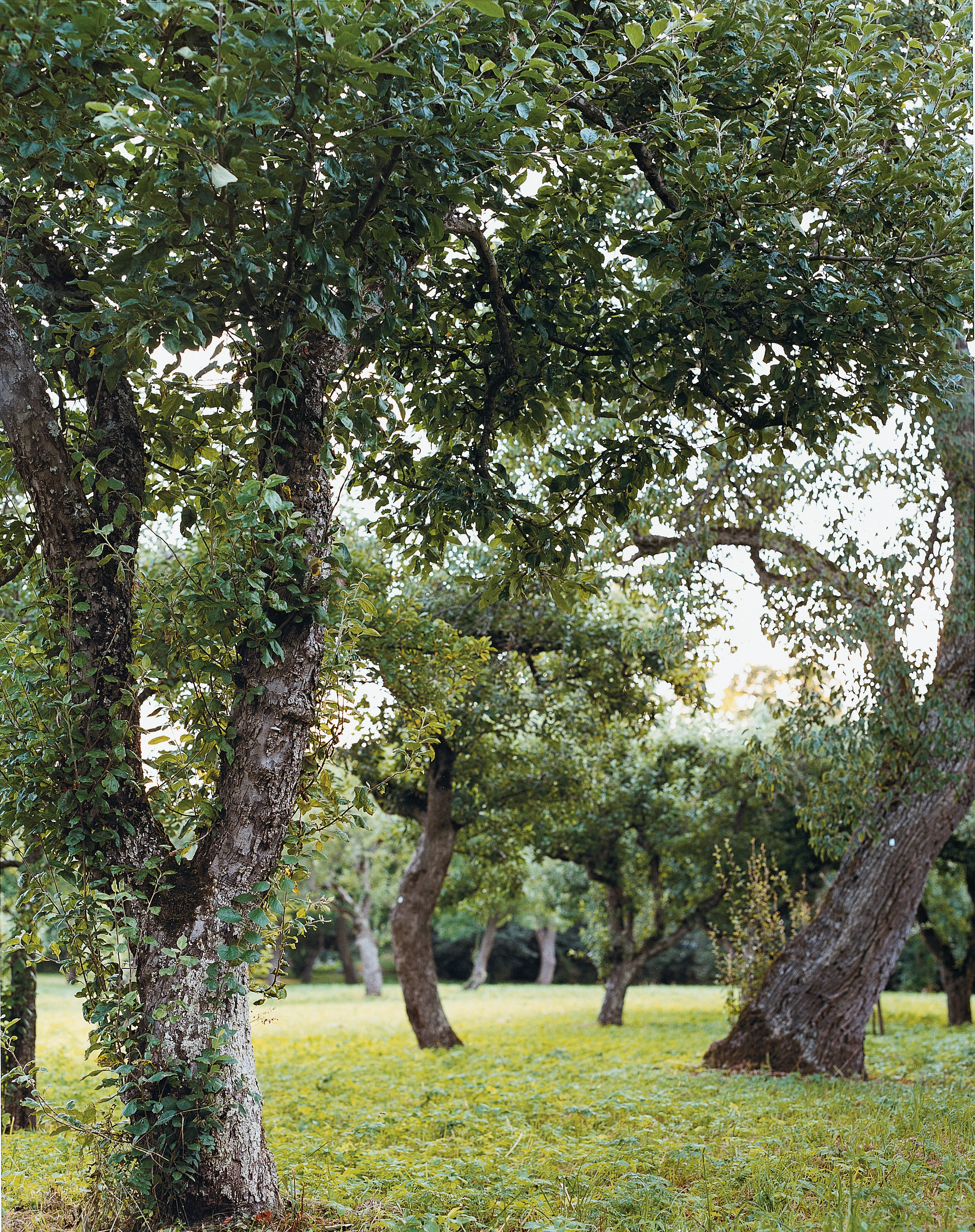 Knotiga frukt-träd i Vadstena klosterträdgård. Sommar och grönska.