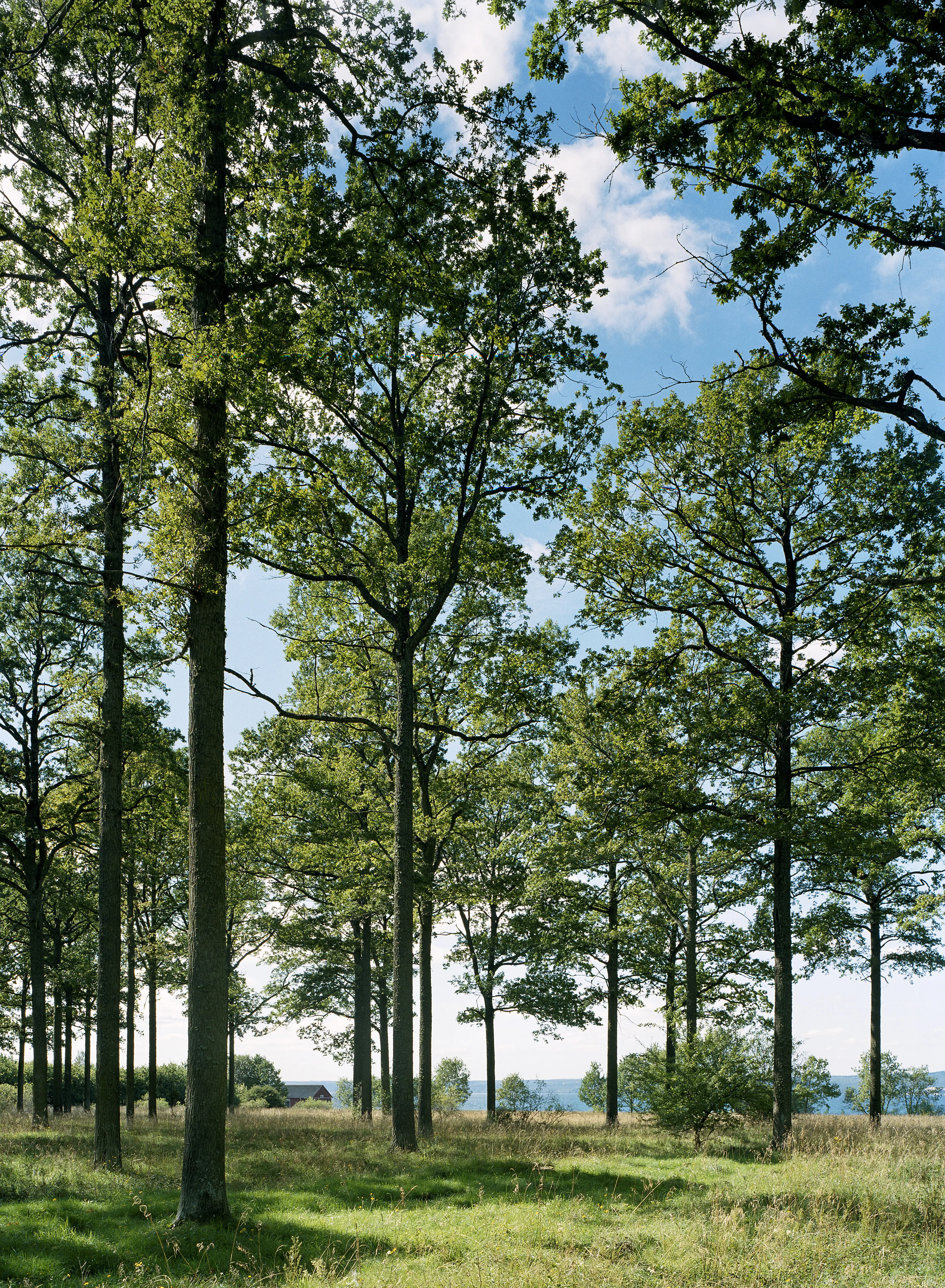 Höga ekar med raka stammar på Visingsö.