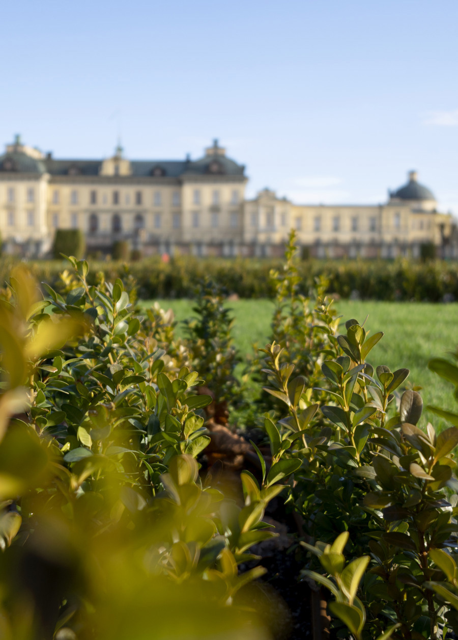 Drottningholms slott i bakgrunden. I förgrunden syns lövverk i barockträdgården Broderiparterren.