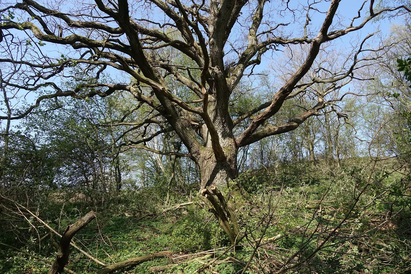 En gammal ek som fått mer utrymme att trivas efter frihuggning.