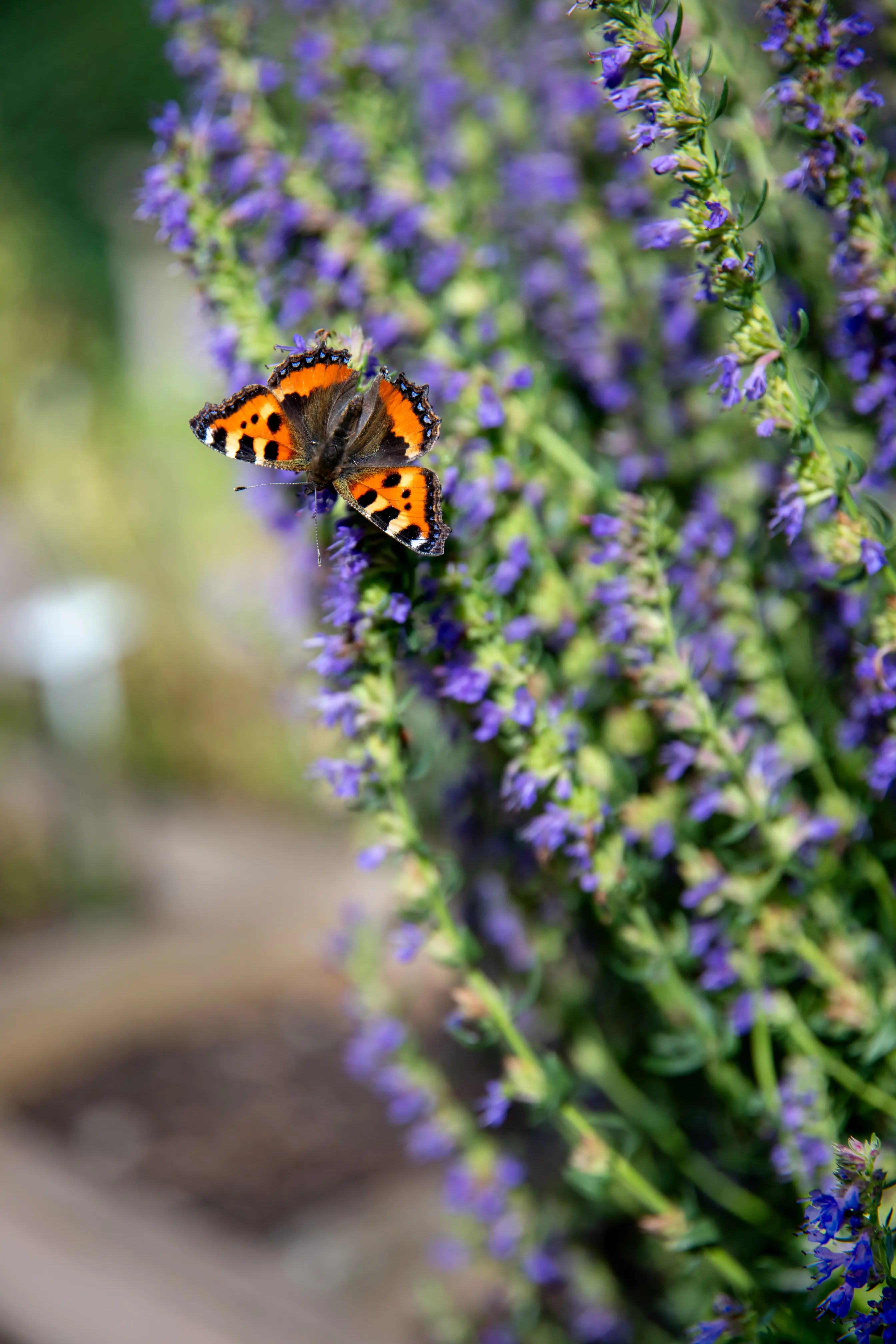 Orangemönstrad fjäril i blå blomma.