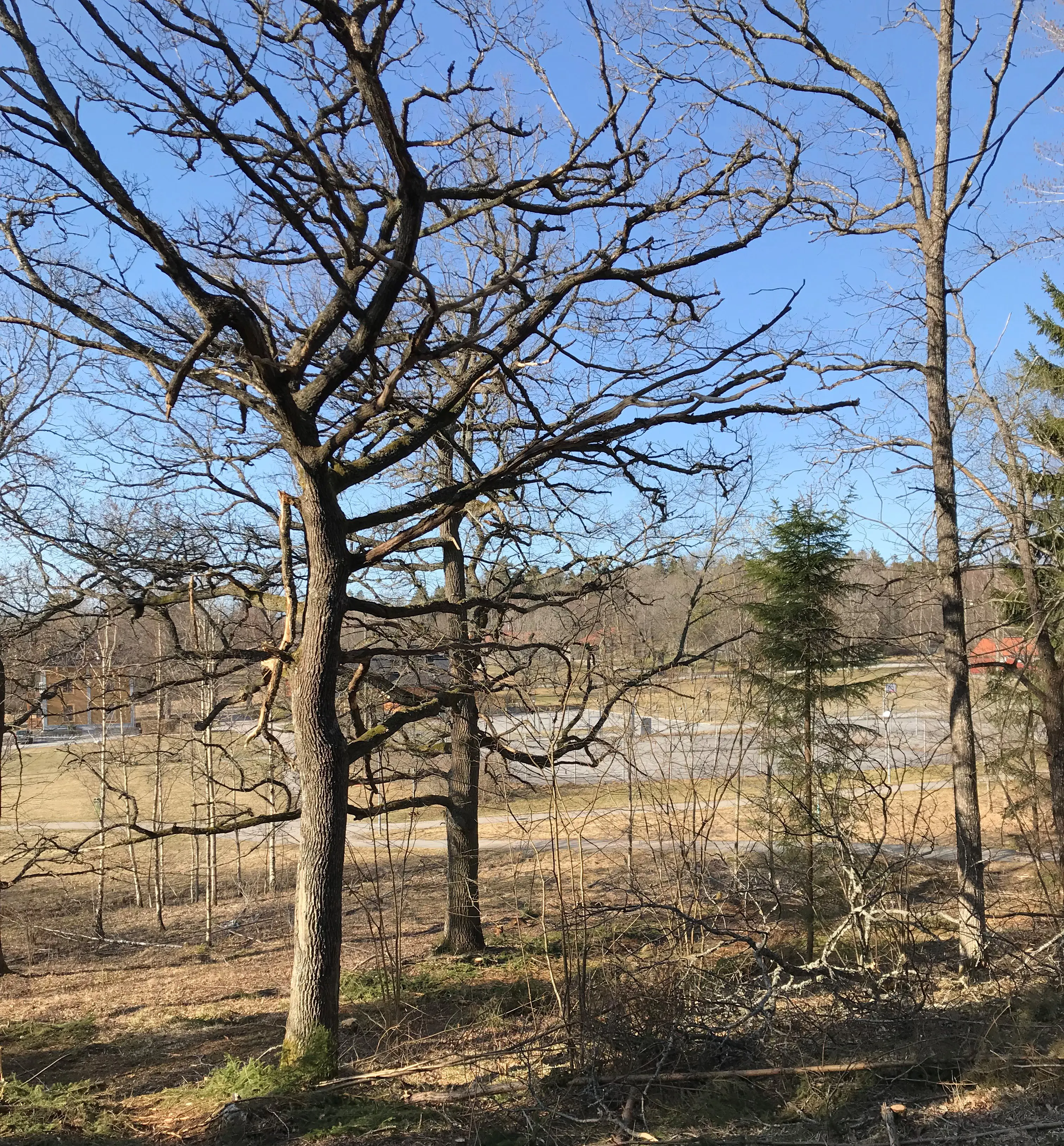 En skogsdunge där ett par ekar frihuggits för att trivas bättre.