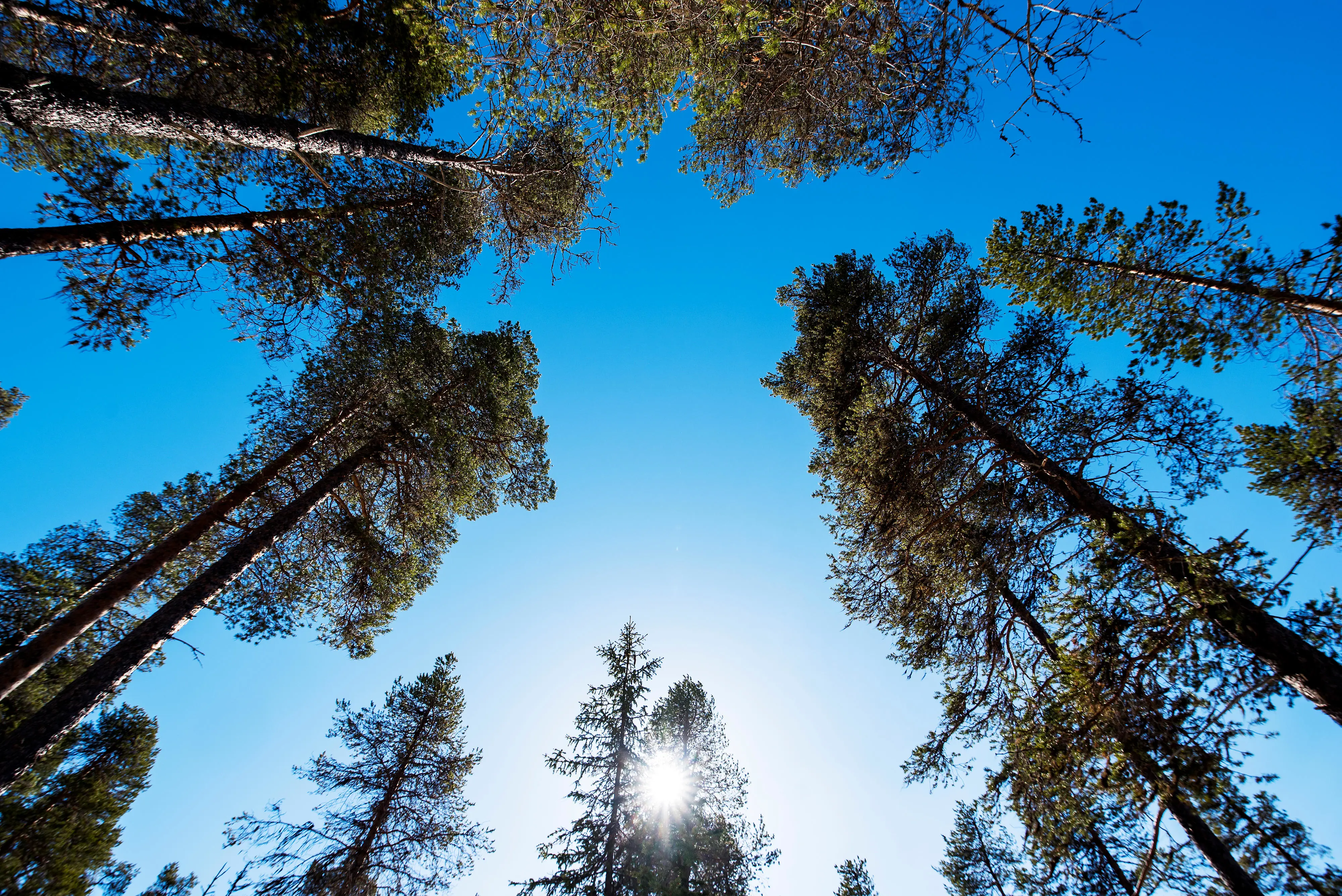 Grantoppar och talltoppar som sträcker sig mot en blå himmel.