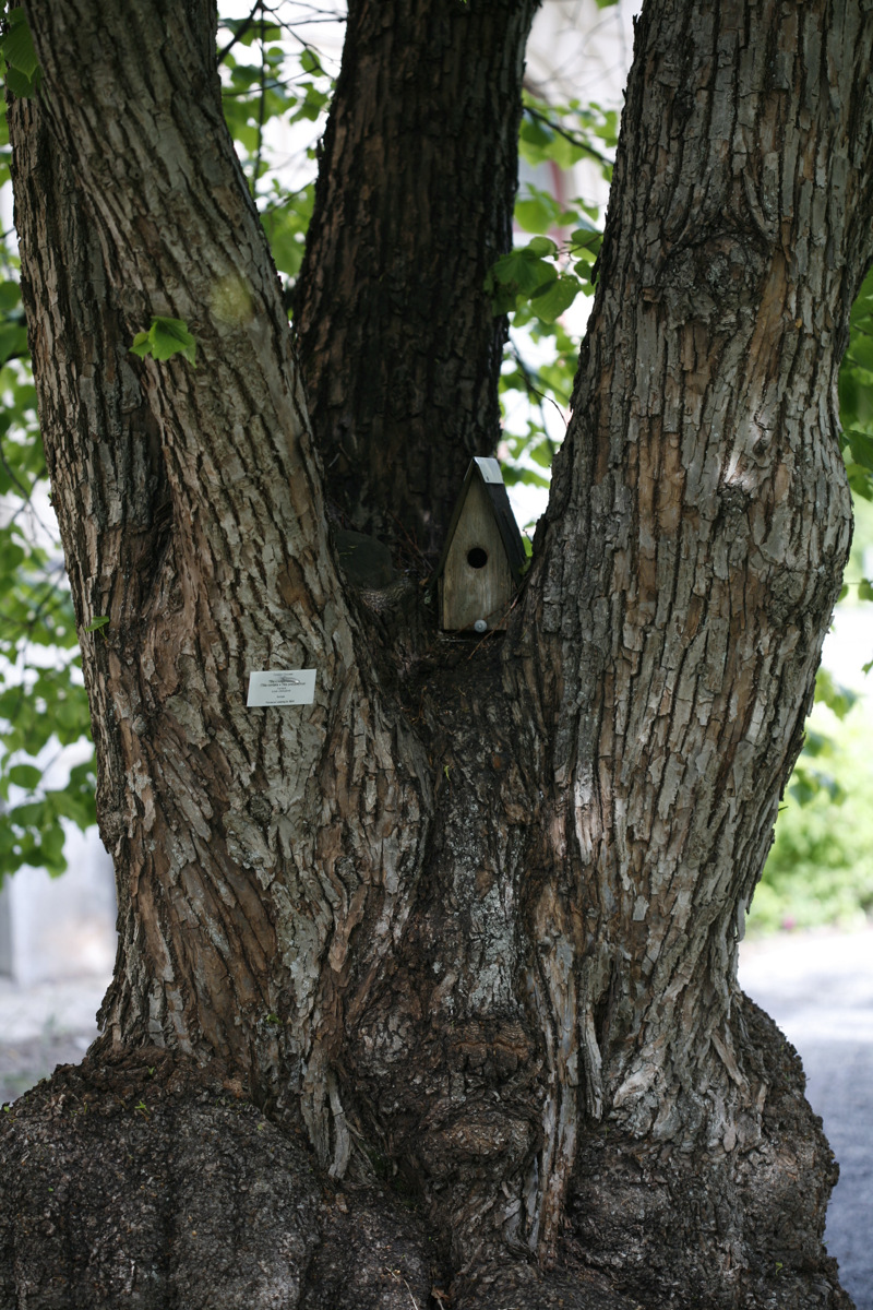 Gammal hamlad lind med flera stammar i Umeå residens park. En fågelholk är fastkilad mellan stammarna.