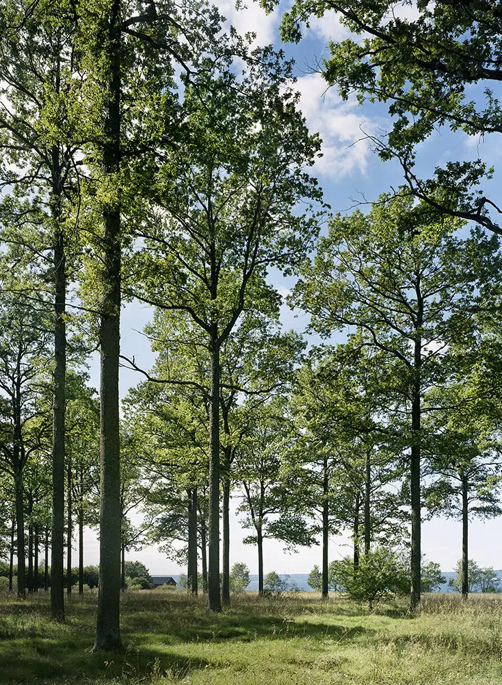 Ekskog på Visingsö