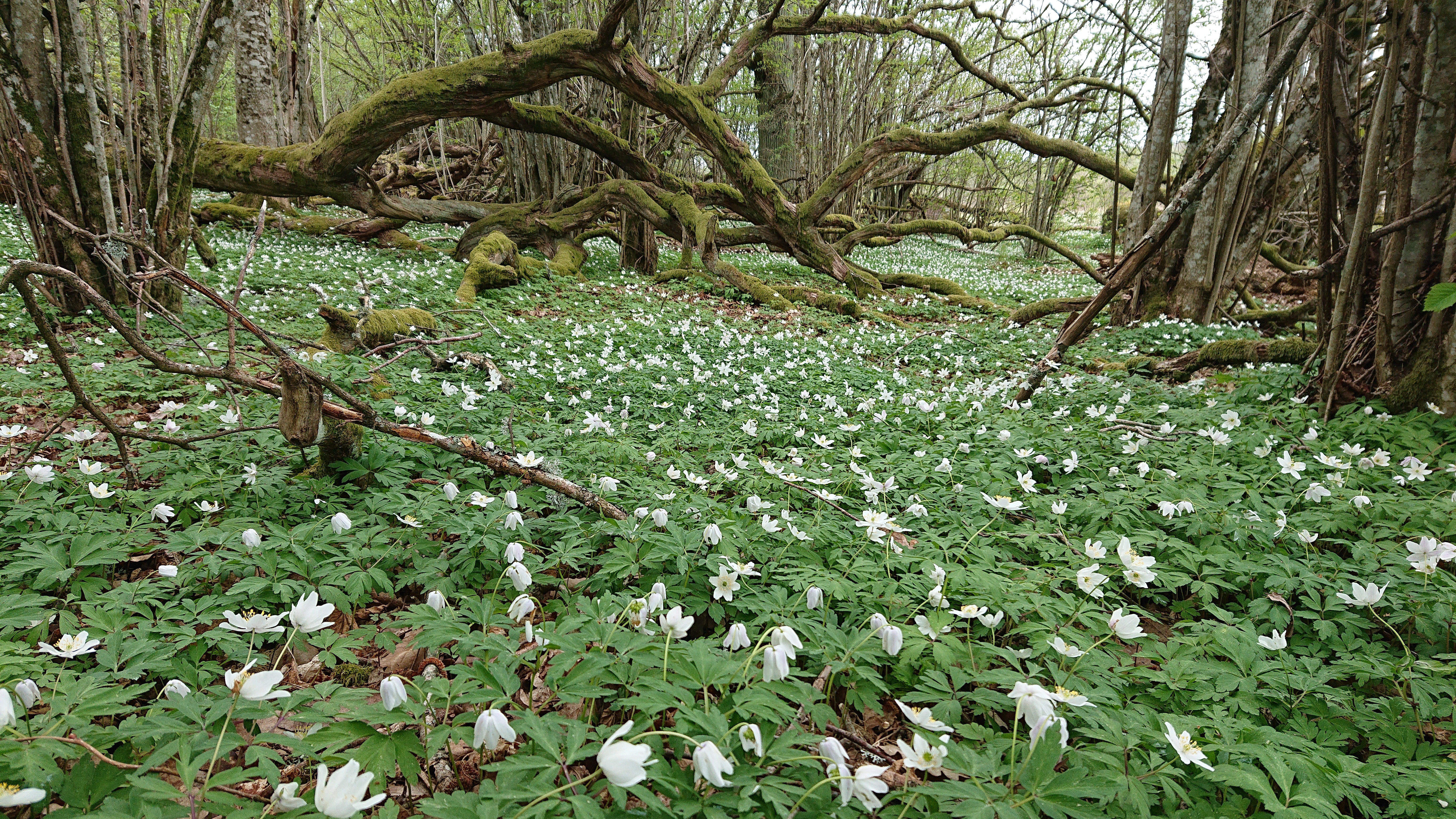 Huseby kronoegendom. Skogsbacke med vitsippor i naturreservatet Husebymaden. 