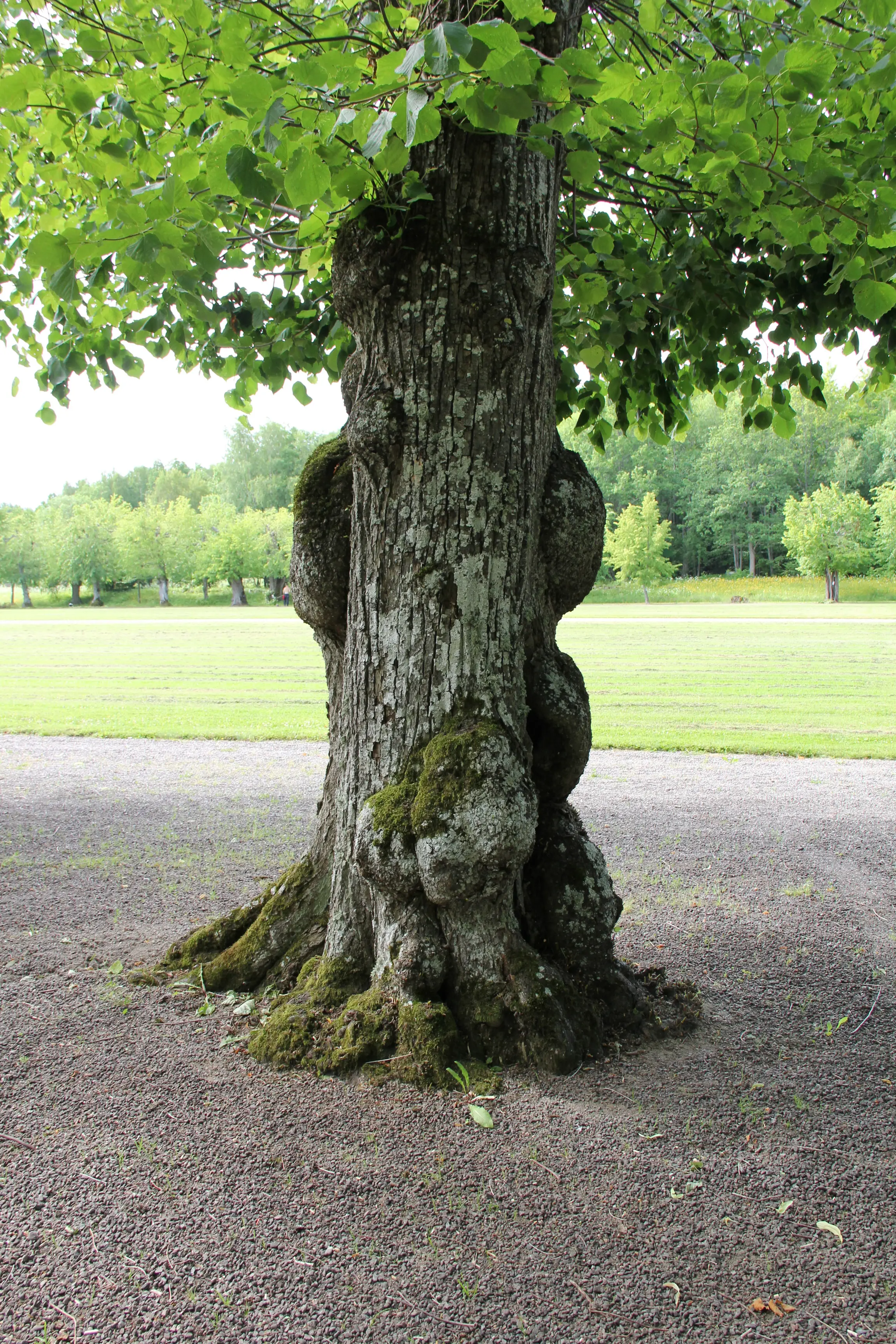 Skoklosters slottspark. Vacker gammal Lind, förmodligen från 1600-talet.