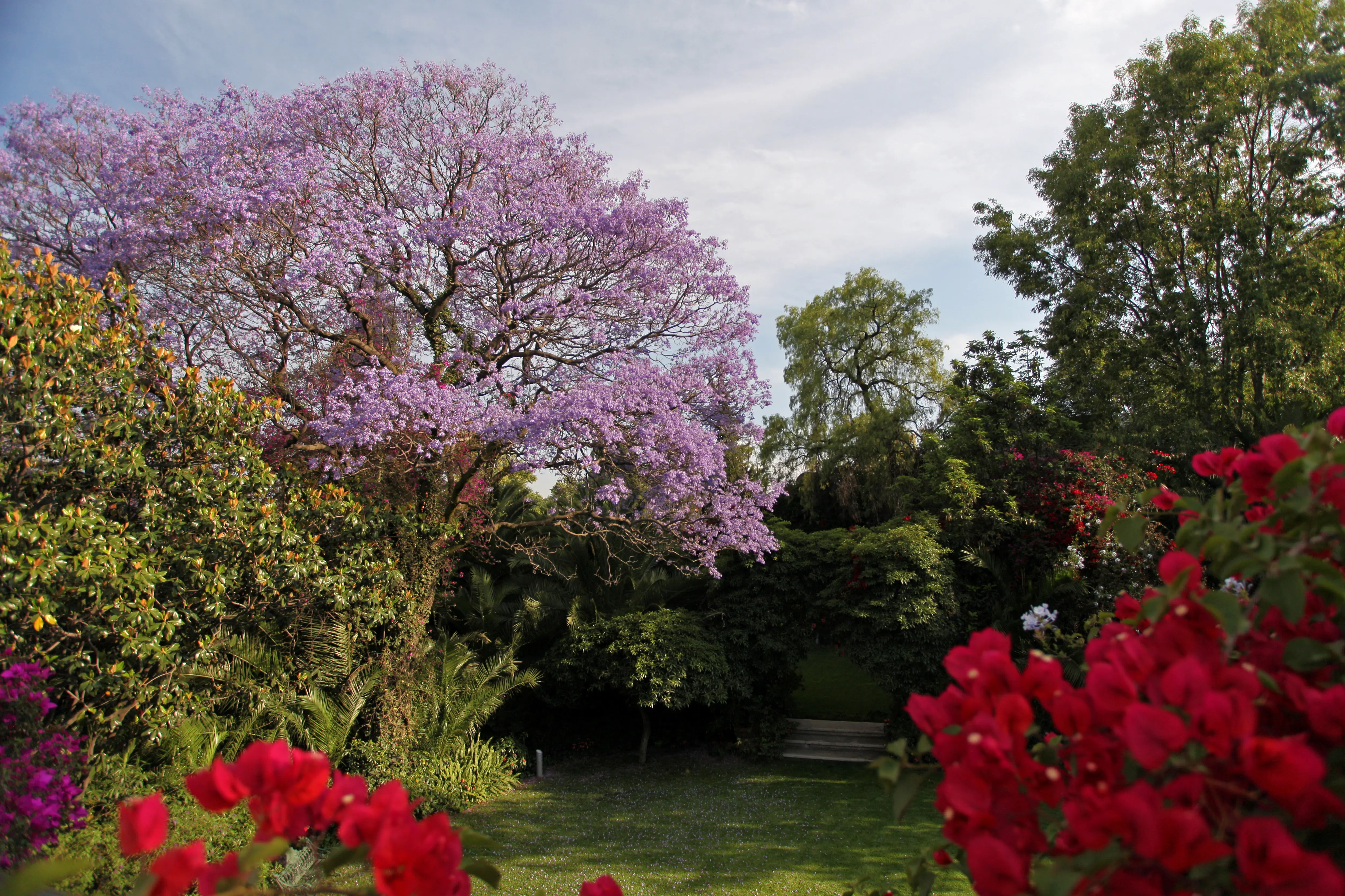 Mexiko City, ambassadkansli och residens, Trädgård med lummig grönska och ett stort jakaranda-träd med lila blommor.