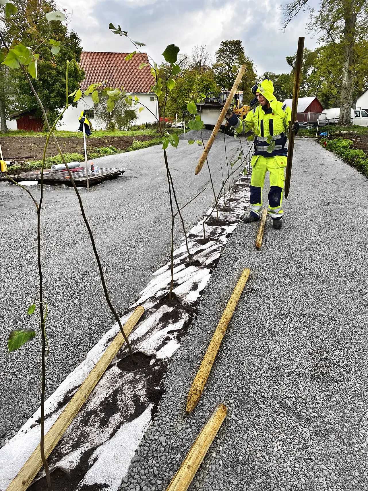 I den medeltida gången återskapas en häck. Ursprunget var almar, men på grund av almsjukan ersätts de med parklindar.