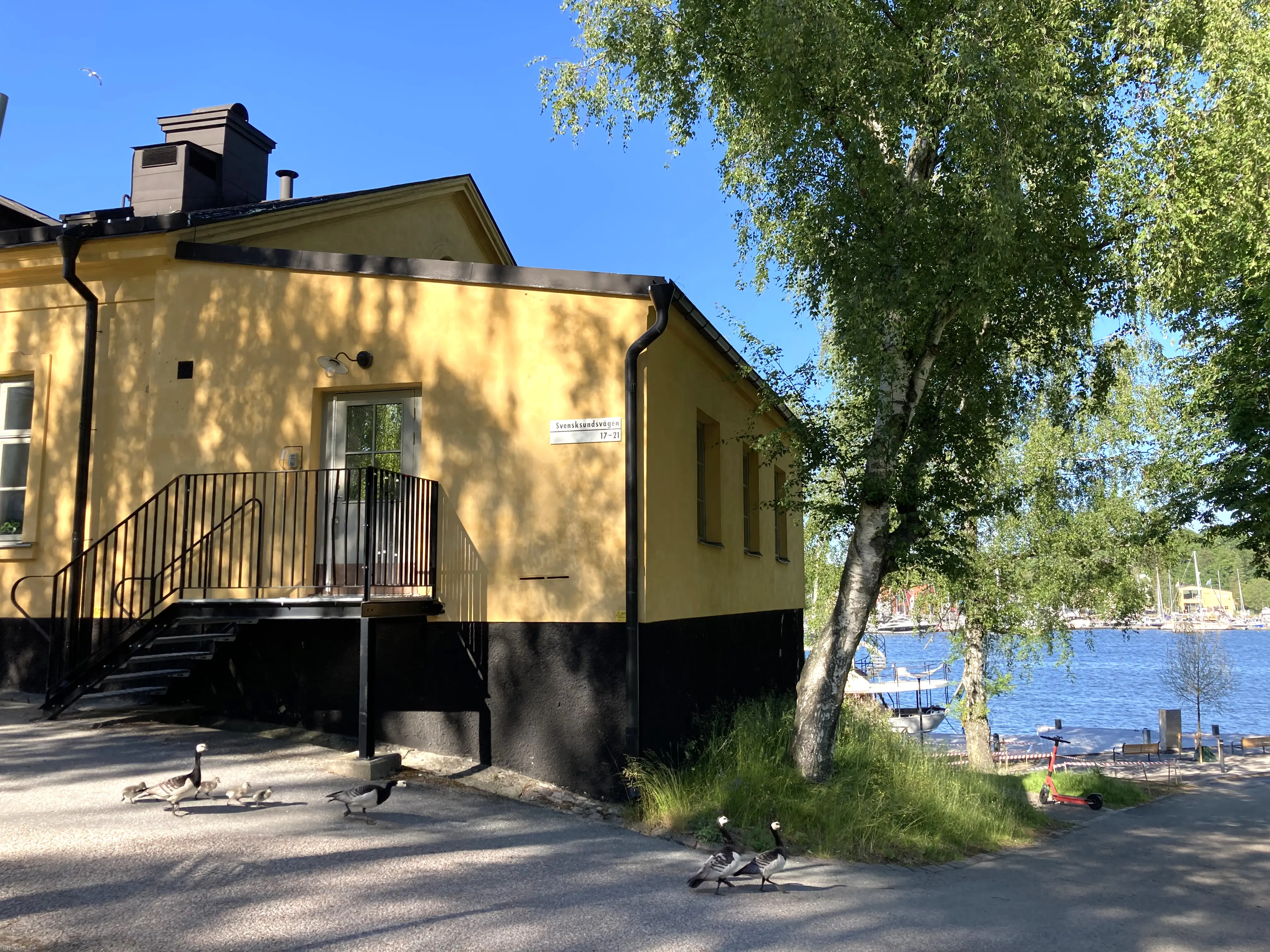 Gamla badhuset, Skeppsholmen. En gulputsad suterrängbyggnad med utsikt mot vattnet. En grupp gäss med ungar går framför huset. Sommar och grönska.