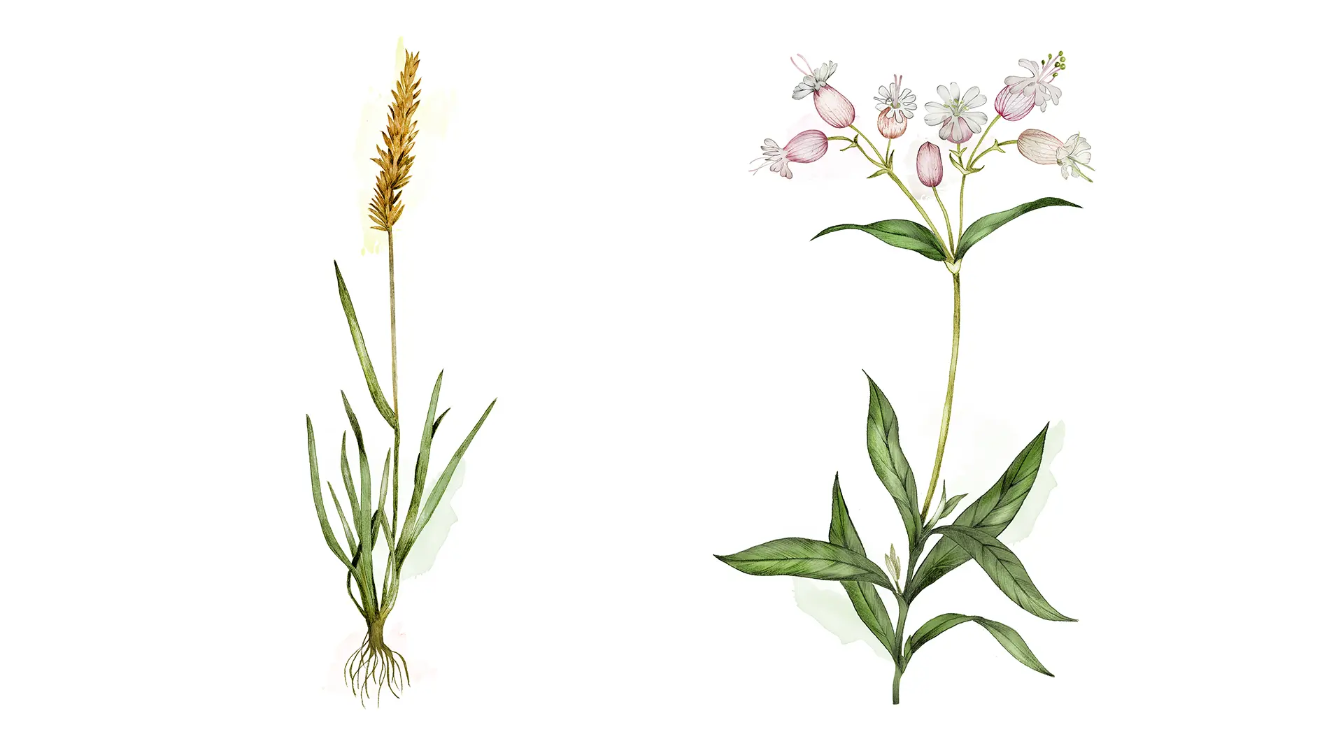 Ett collage med illustrationer av växter, målade i akvarell. Till vänster en typ av gräs, grönare nertill och ljust gult upptill. Till höger en växt med rosa blommor, formade som småavlånga bollar.