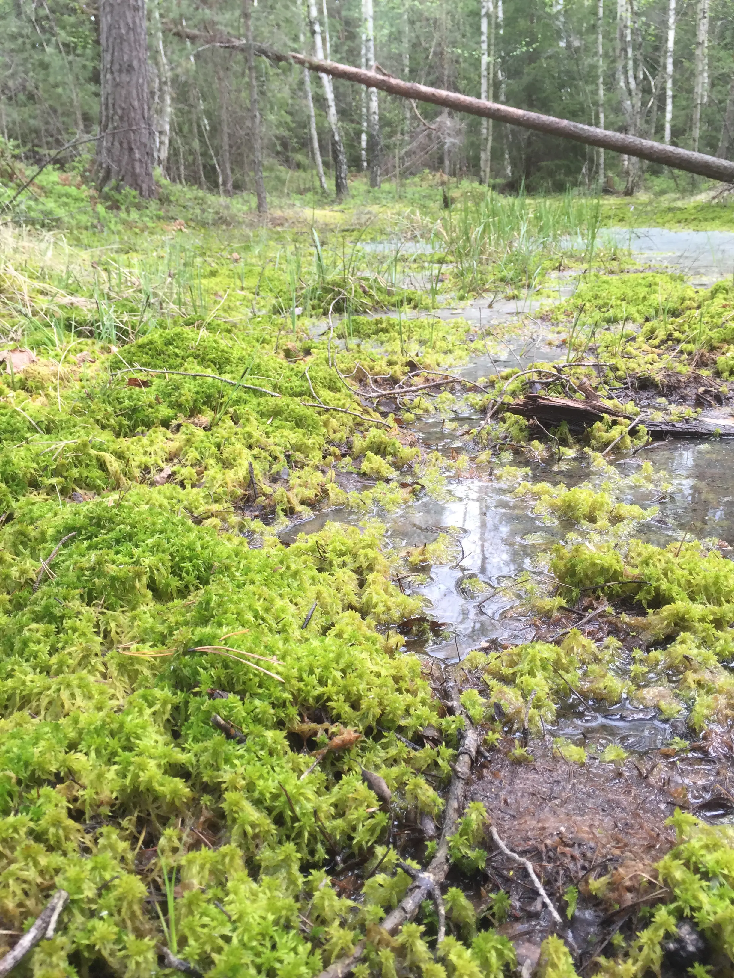 Skogsmiljö med vitmossa och våtmark.