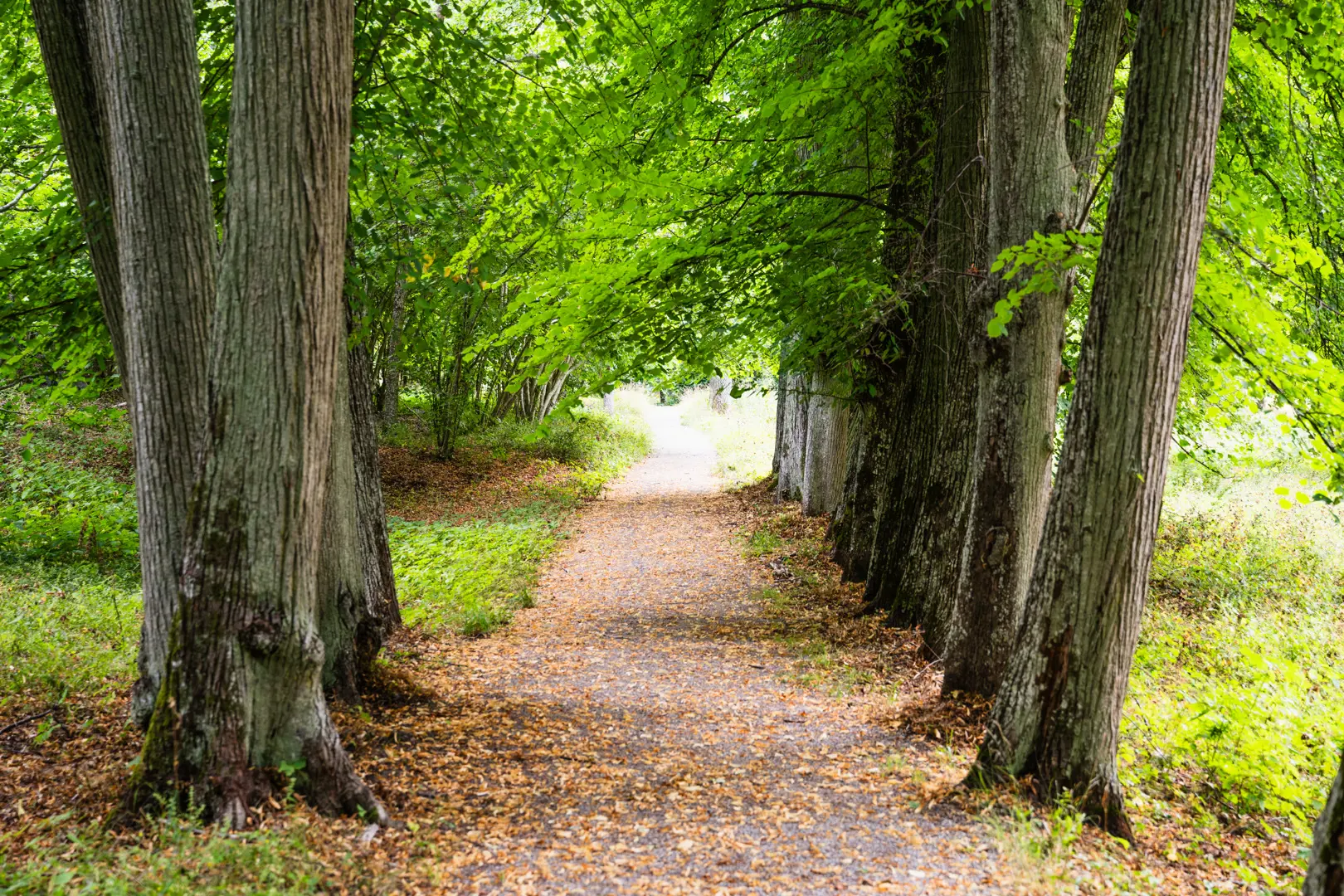 Allé i Svartsjö slottspark med en smal grusad gångstig mellan.