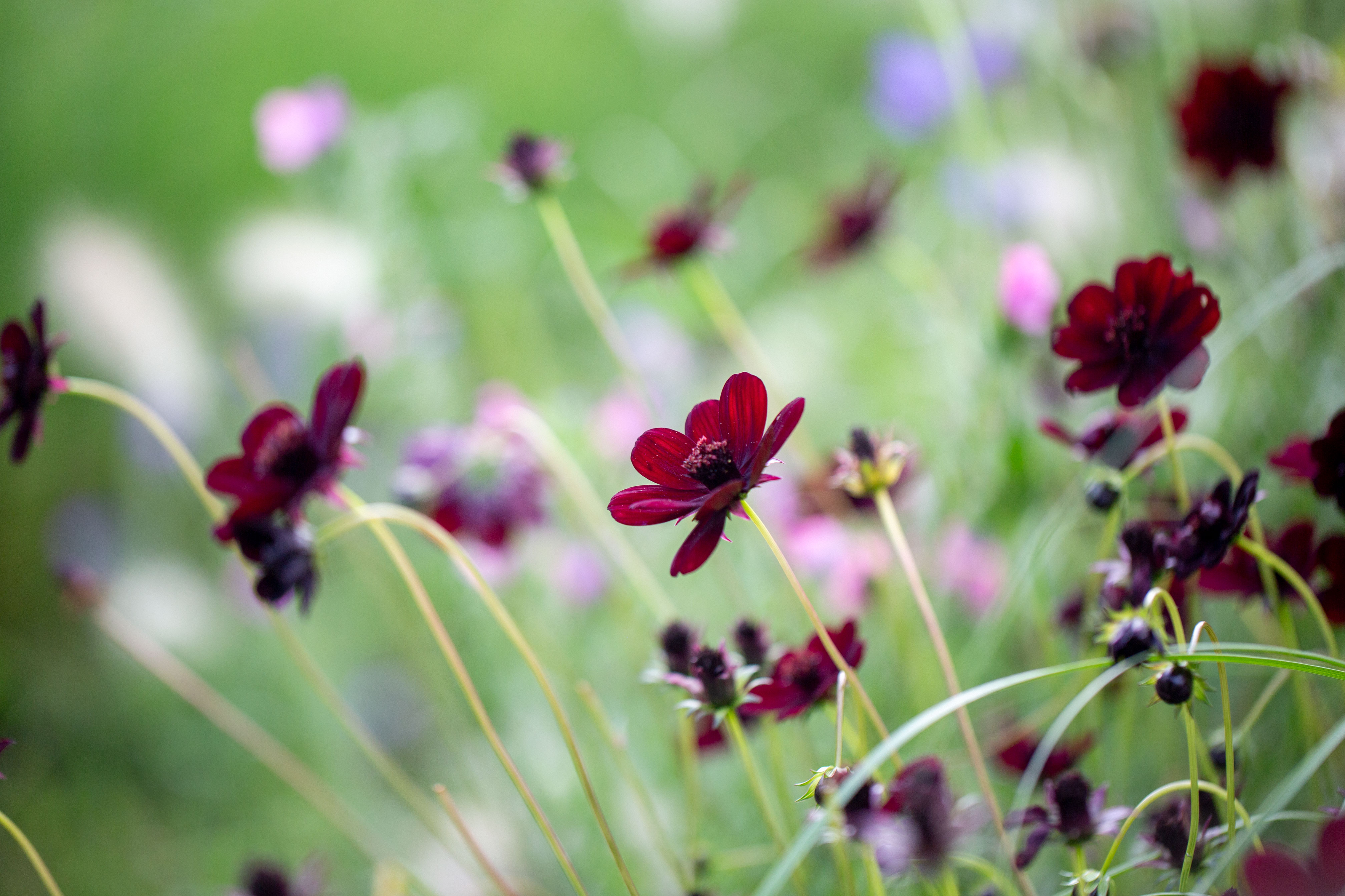 Chokladblommor i Ulriksdals slottsträdgård