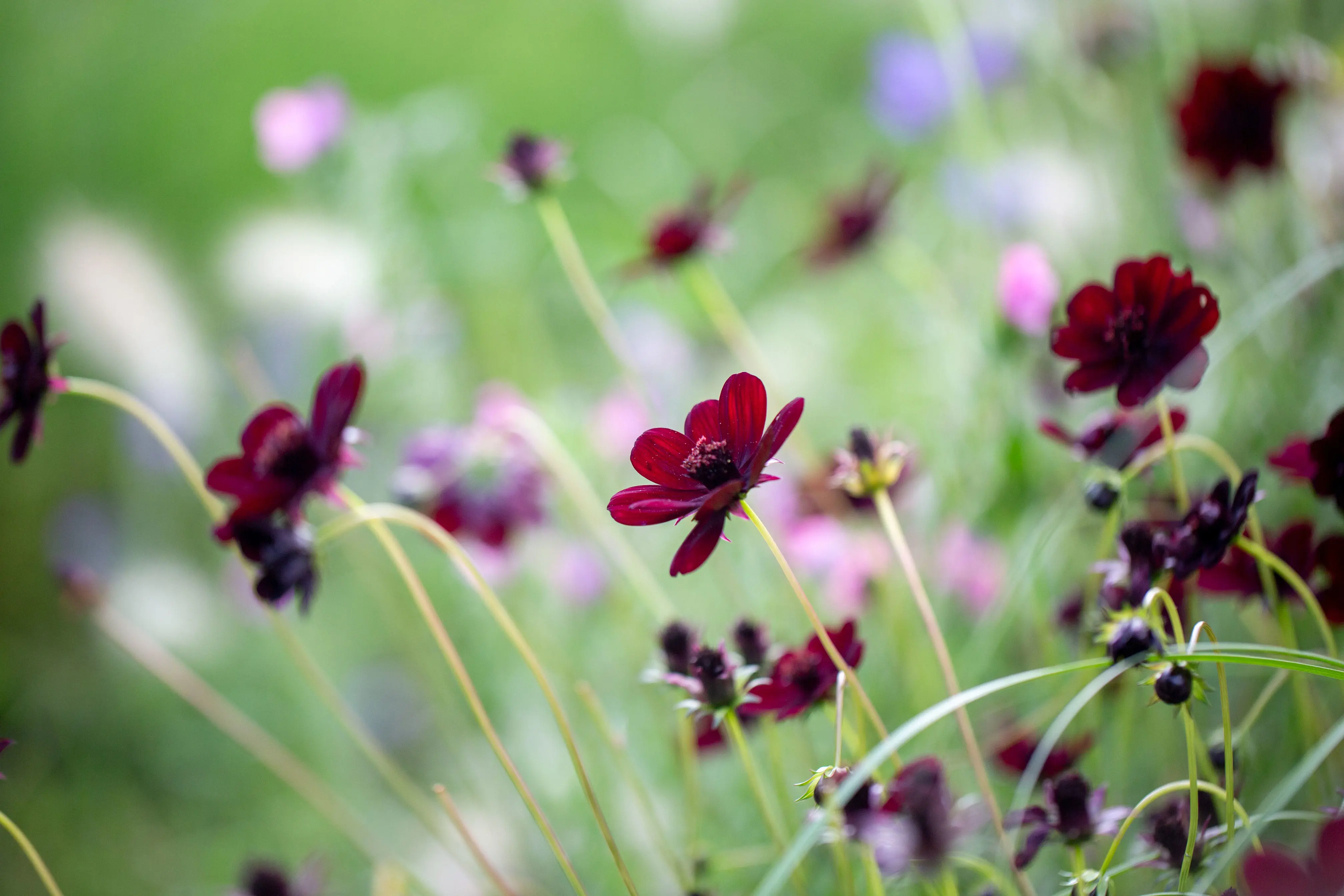 Chokladblommor i Ulriksdals slottsträdgård