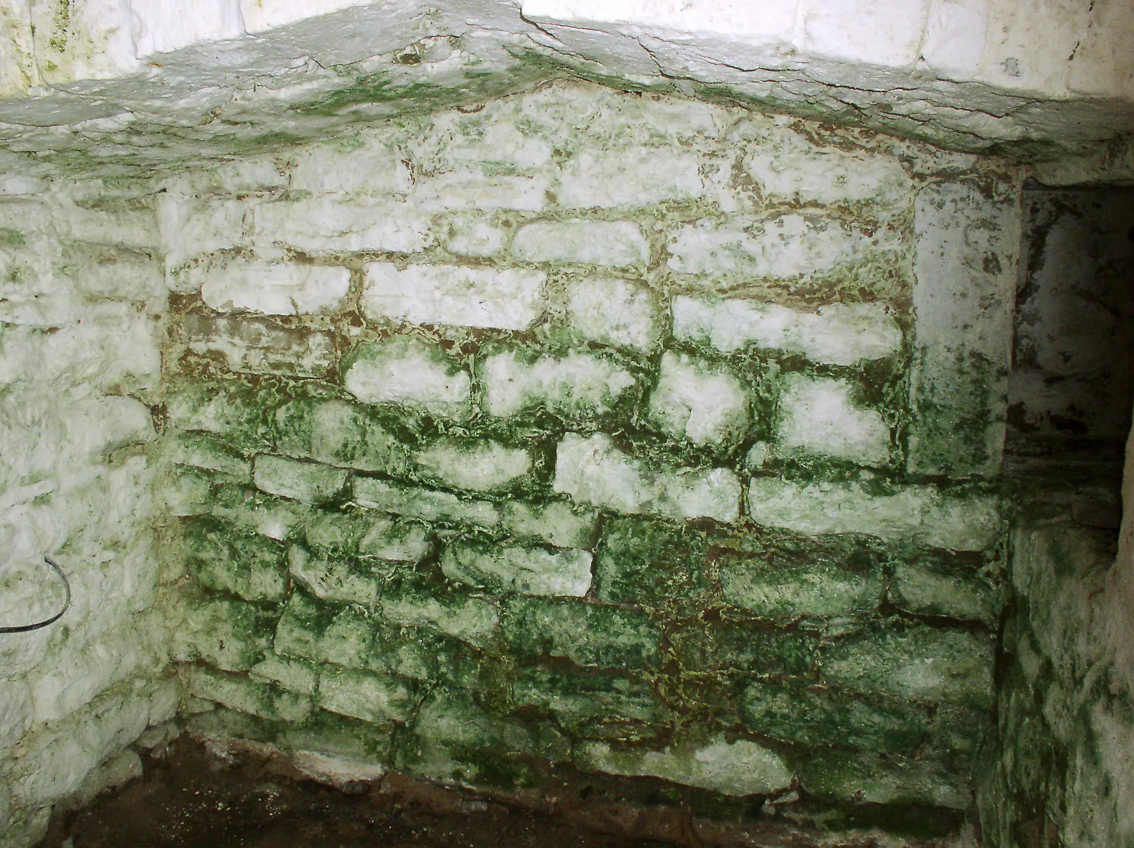 En vit tegelvägg täckt av gröna alger.